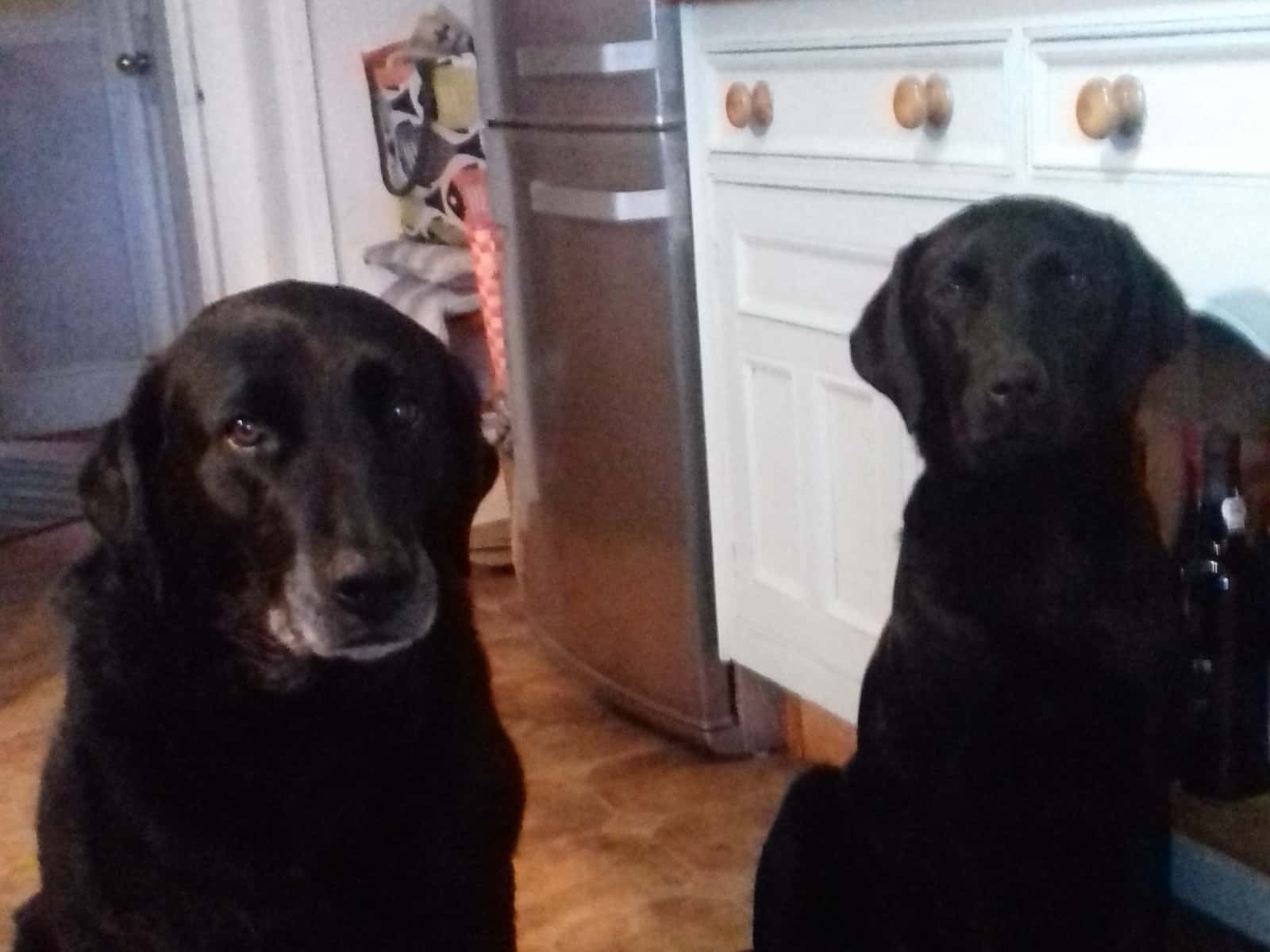 Housesitting assignment in Blandford Forum, United Kingdom