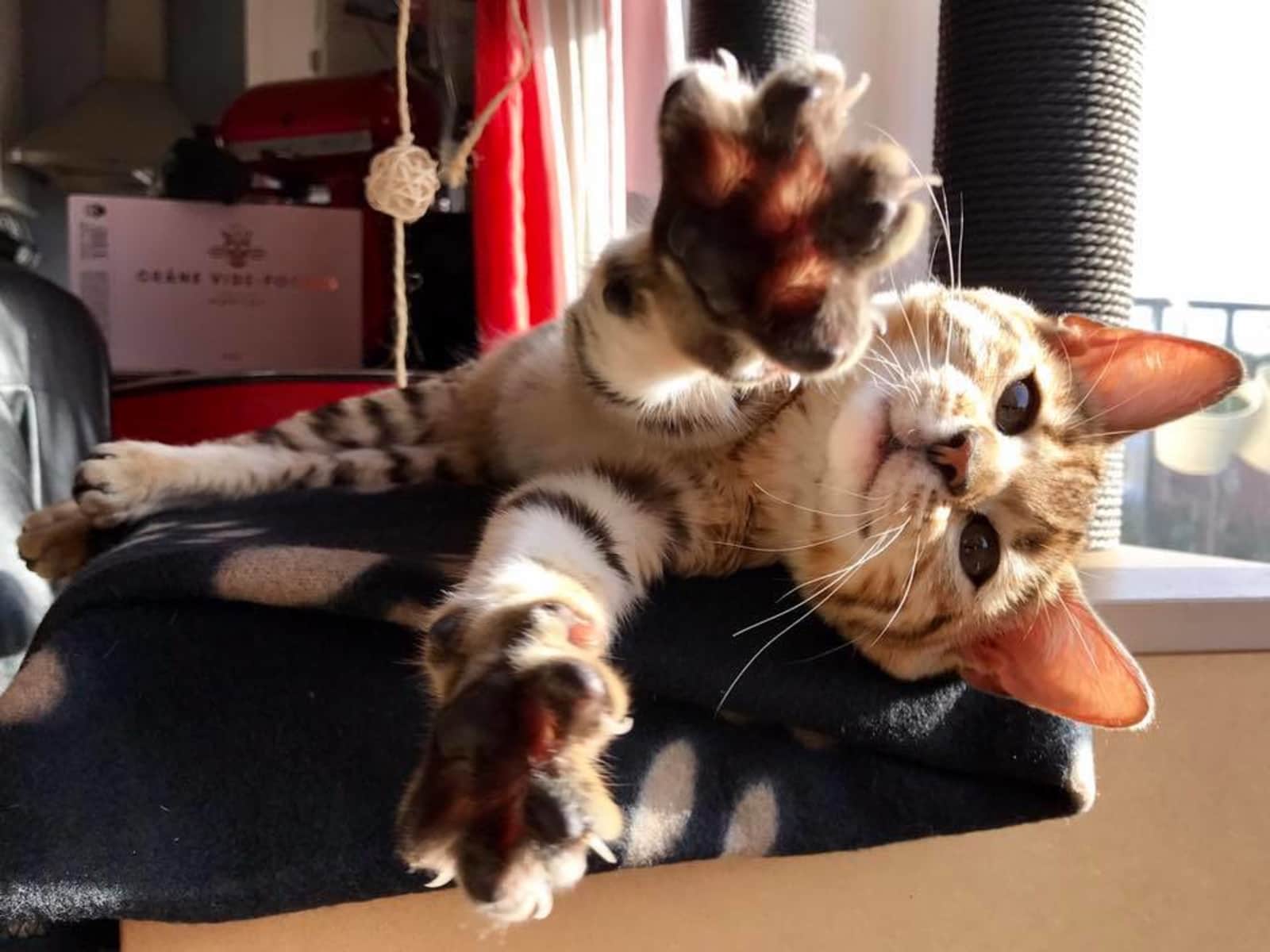 Housesitting assignment in Hove, United Kingdom