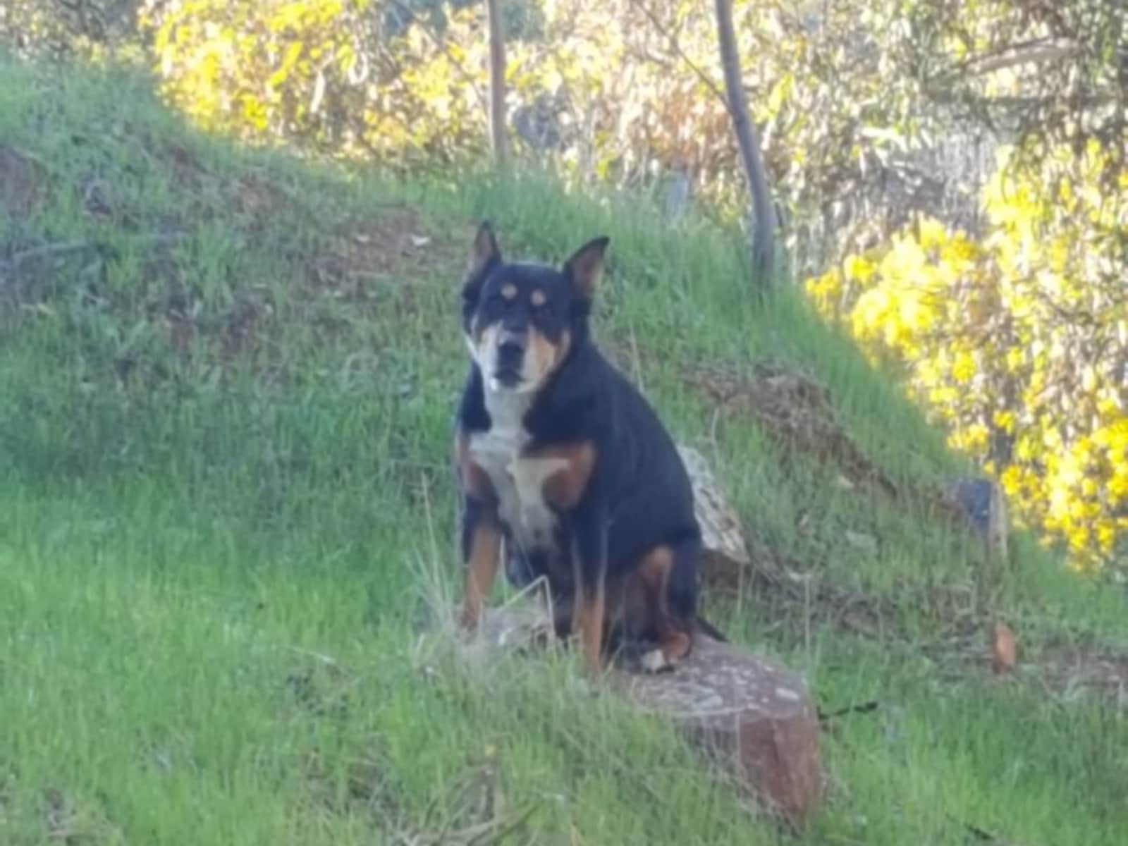 Housesitting assignment in Toodyay, Western Australia, Australia