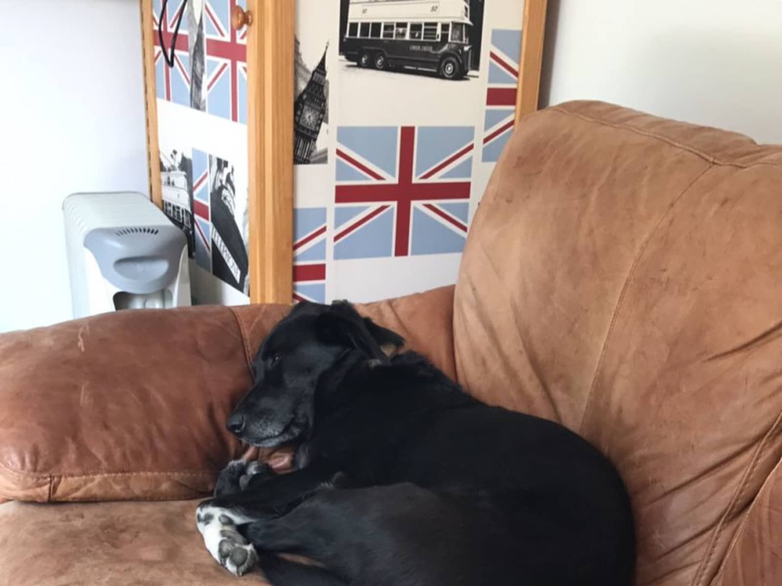 Housesitting assignment in Mold, United Kingdom