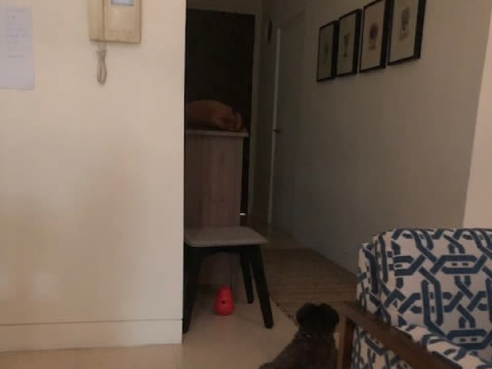 Housesitting assignment in Singapore, Singapore