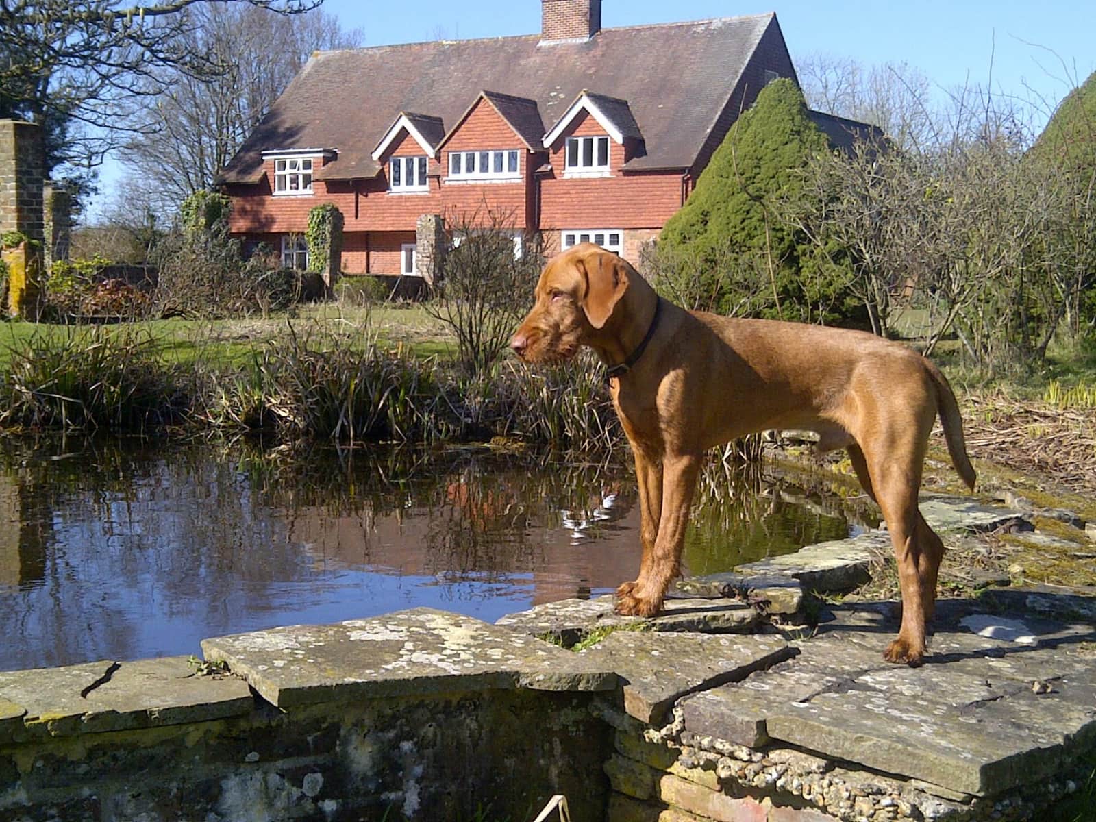 Housesitting assignment in Uckfield, United Kingdom
