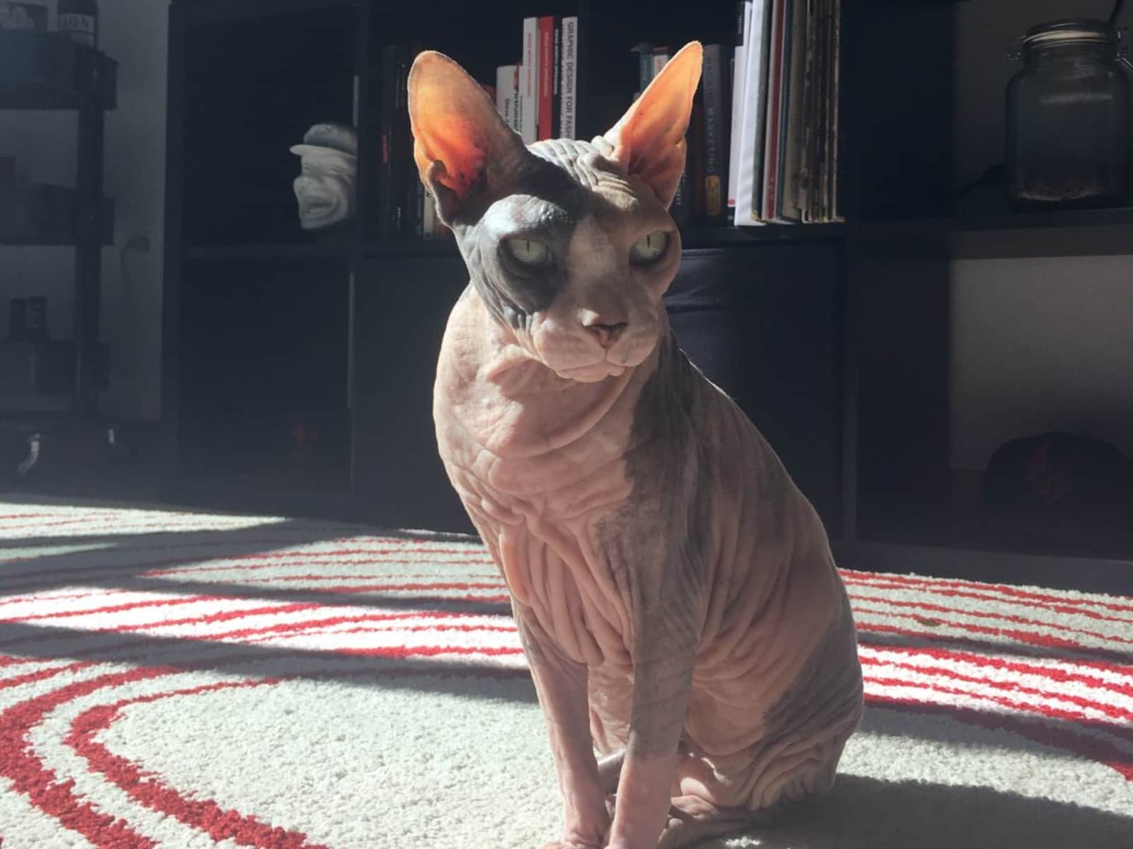 Housesitting assignment in Portland, Oregon, United States