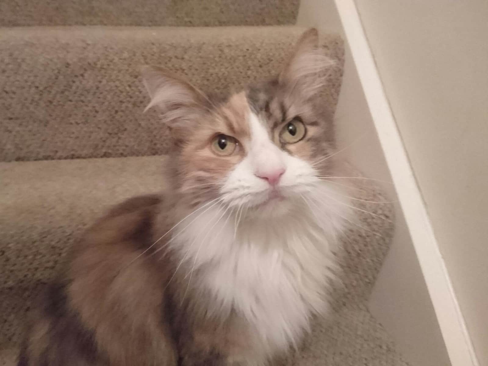 Housesitting assignment in Portadown, United Kingdom