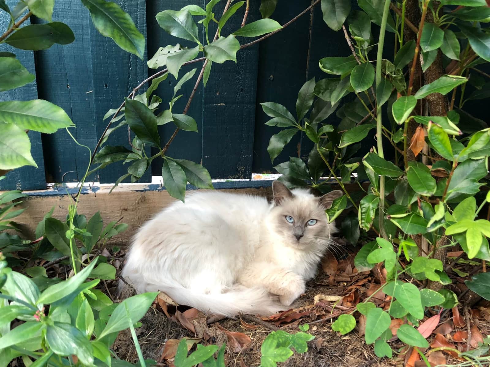 Housesitting assignment in Croydon, Victoria, Australia