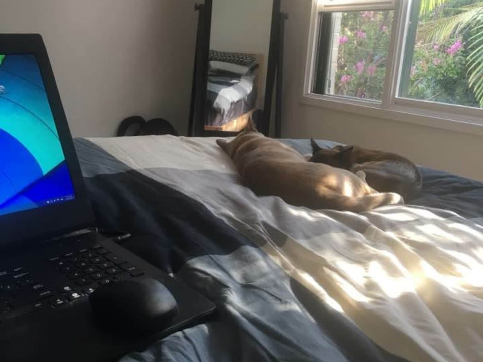 Housesitting assignment in Bowen Mountain, New South Wales, Australia
