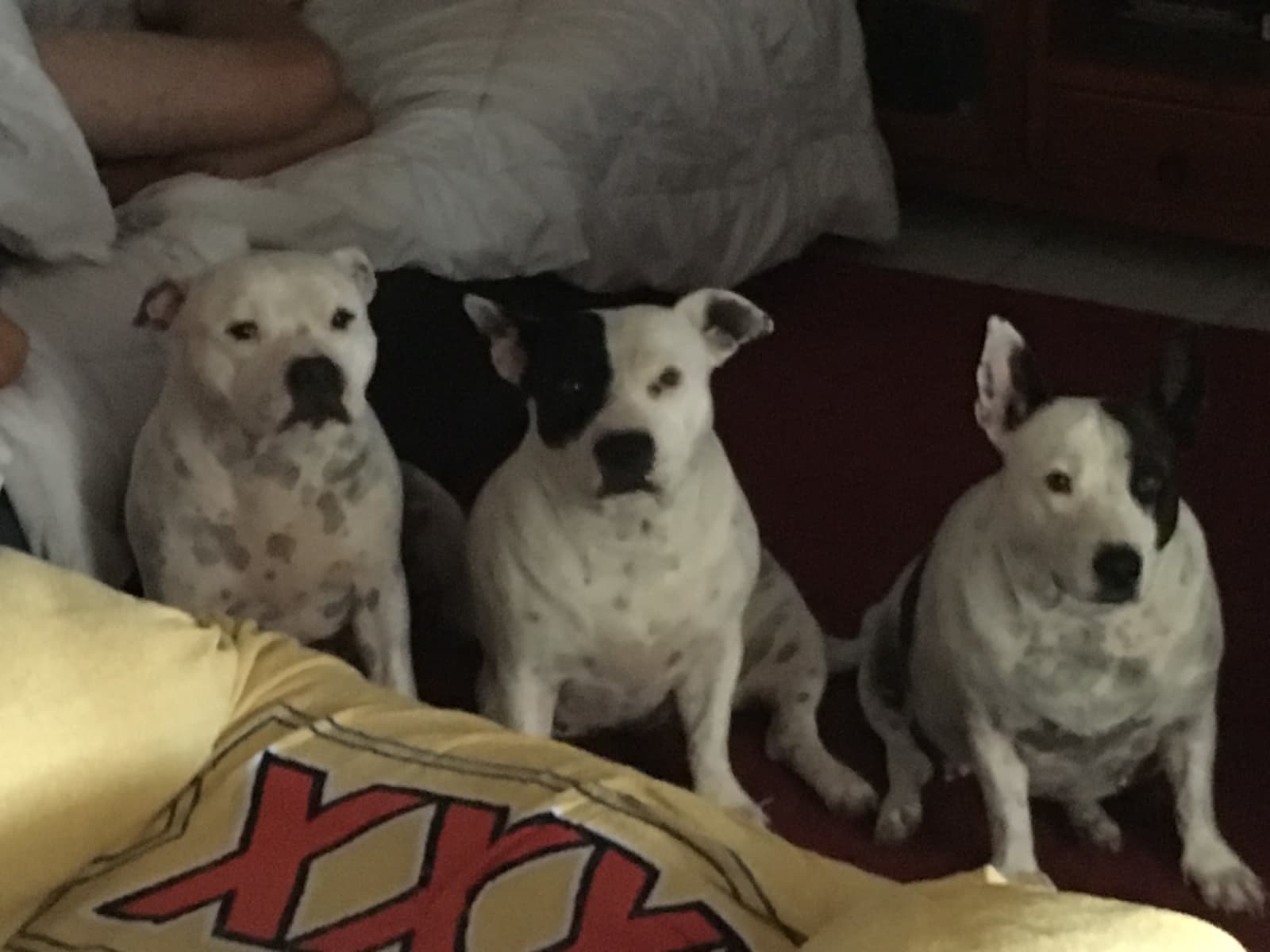 Housesitting assignment in Burpengary, Queensland, Australia