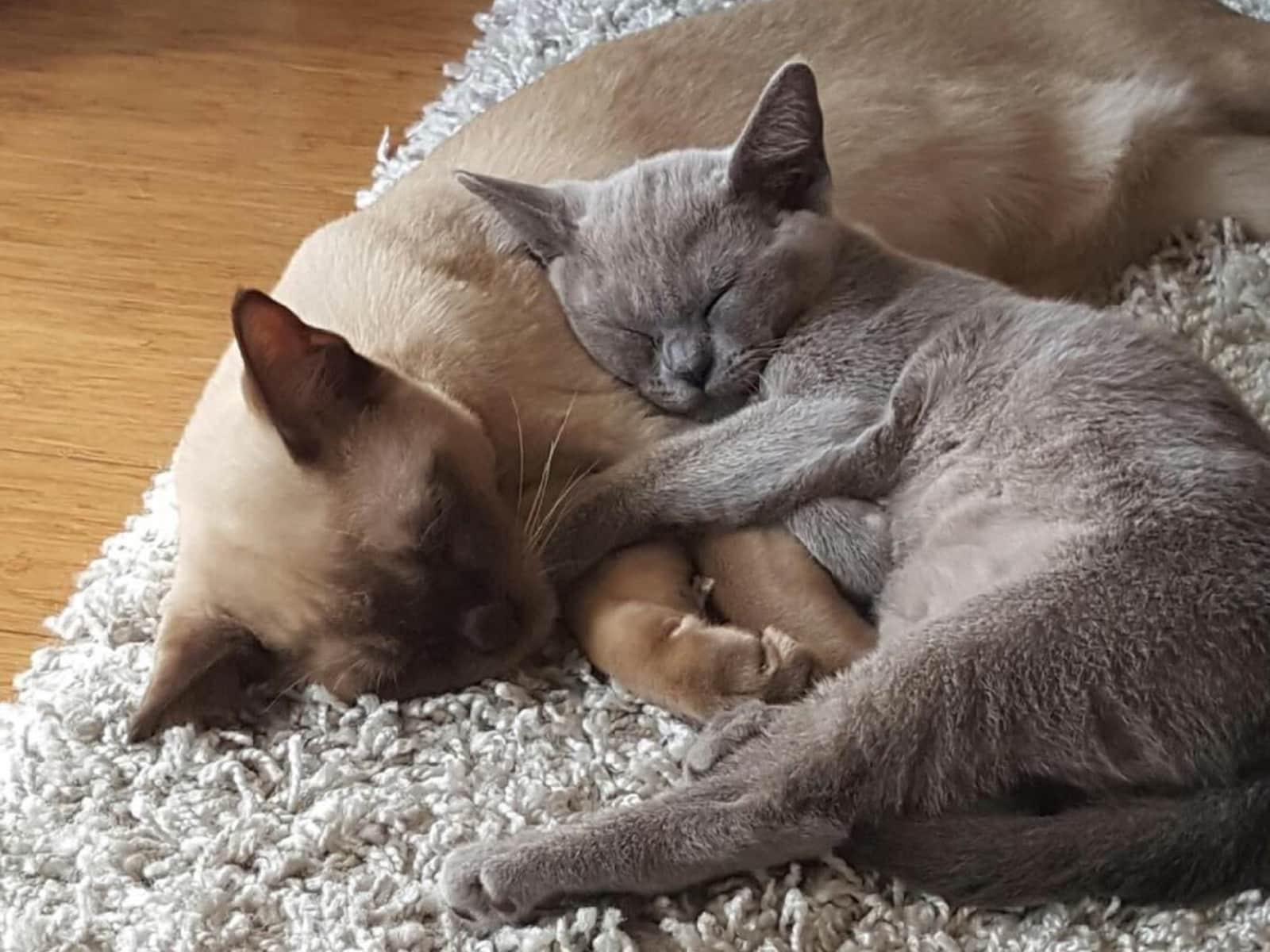 Housesitting assignment in Norman Park, Queensland, Australia