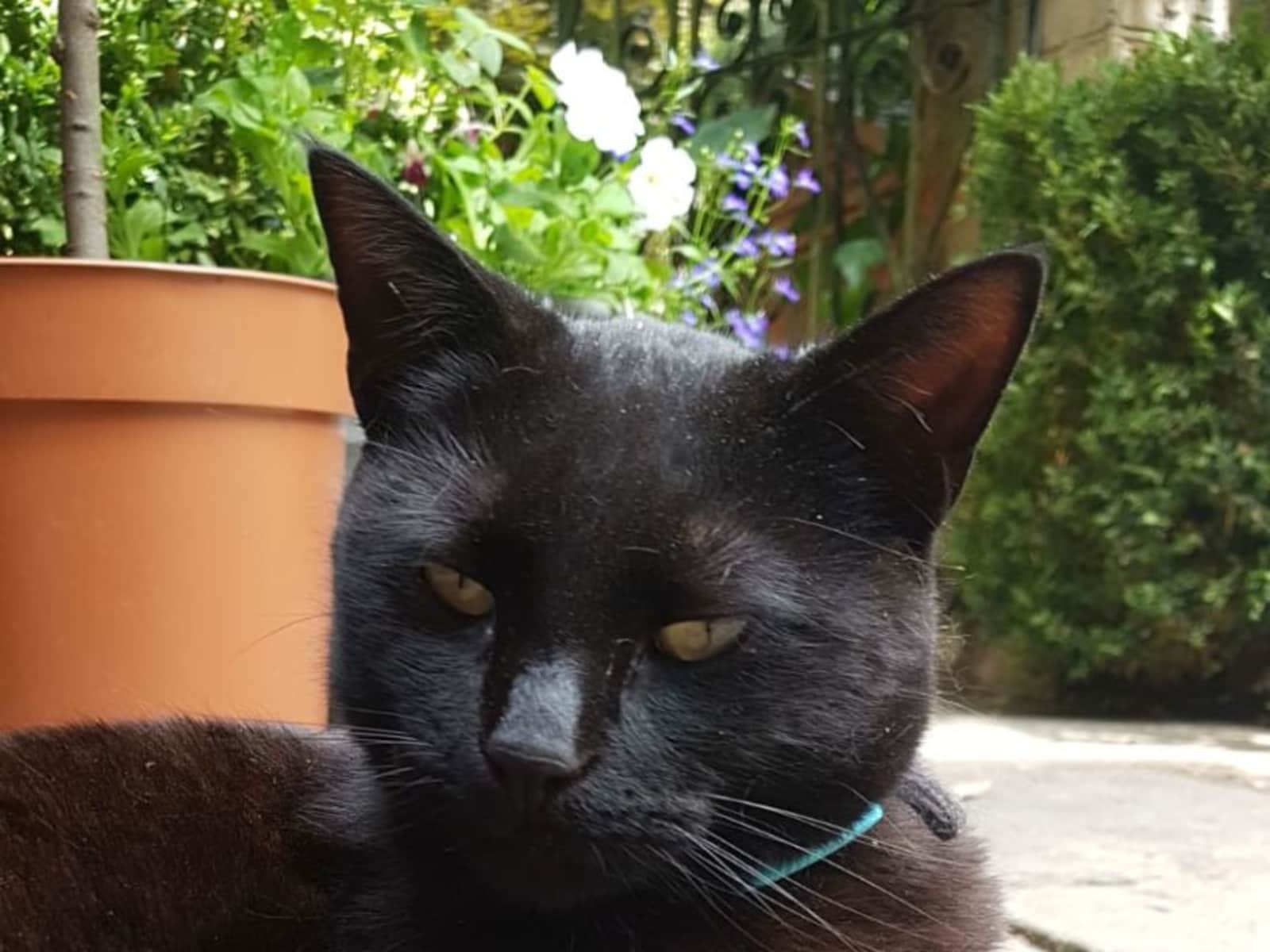 Housesitting assignment in Aldershot, United Kingdom