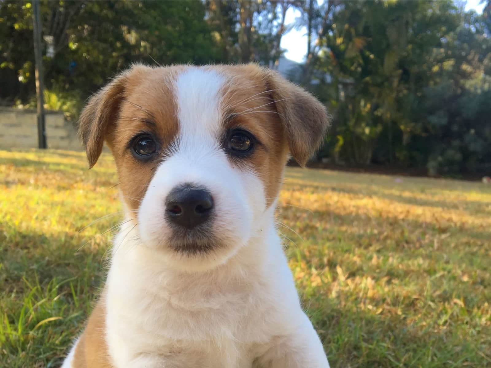 Housesitting assignment in Chapel Hill, Queensland, Australia