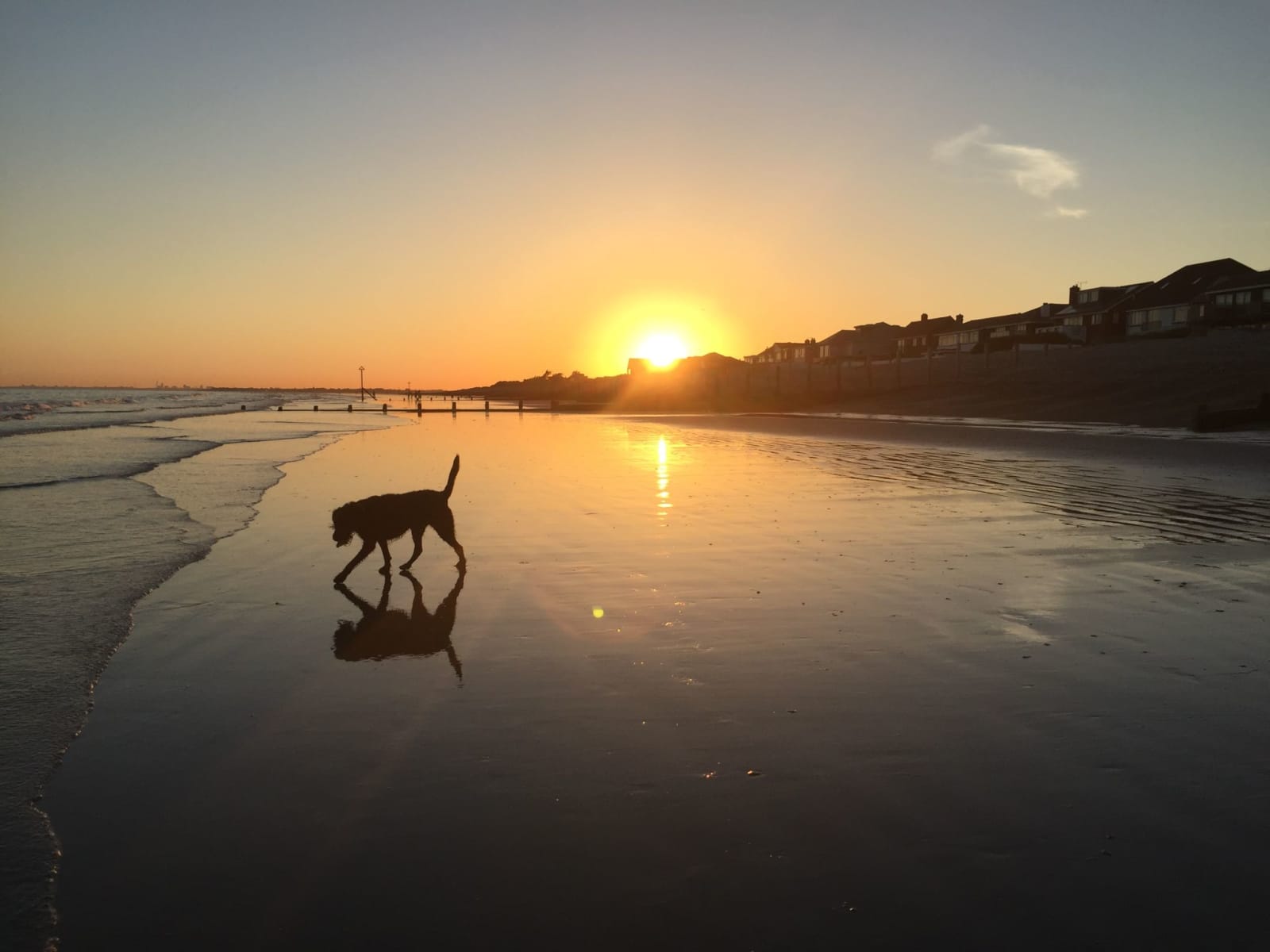 Housesitting assignment in Chichester, United Kingdom