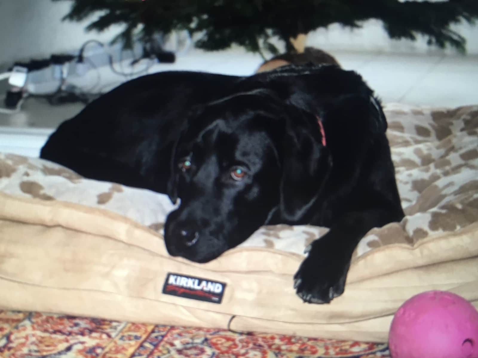 Housesitting assignment in Versoix, Switzerland