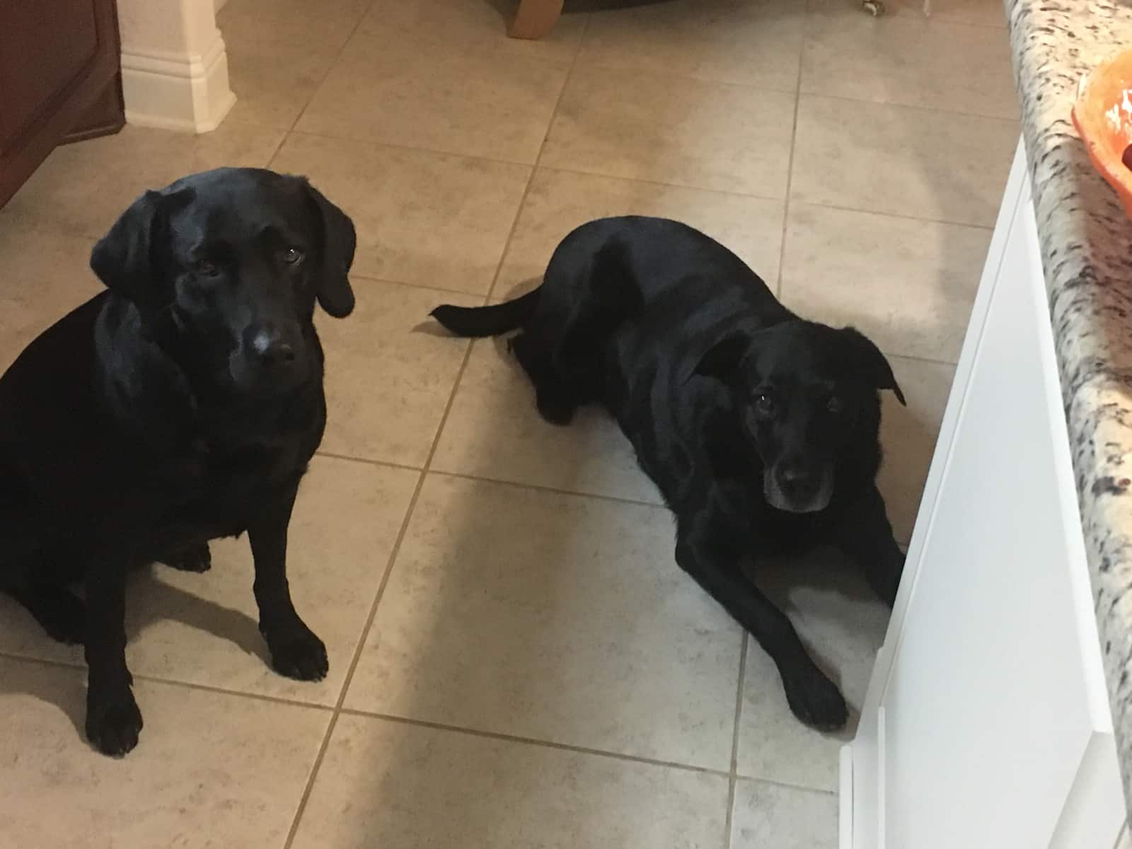 Housesitting assignment in Flower Mound, Texas, United States