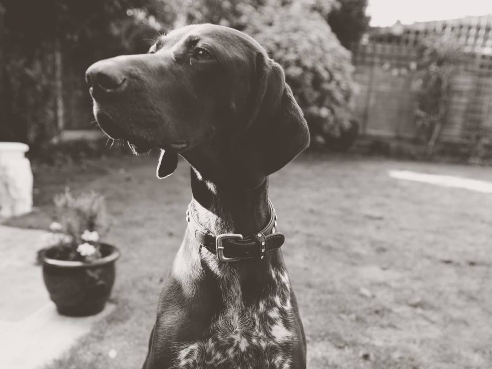 Housesitting assignment in Walton-on-Thames, United Kingdom