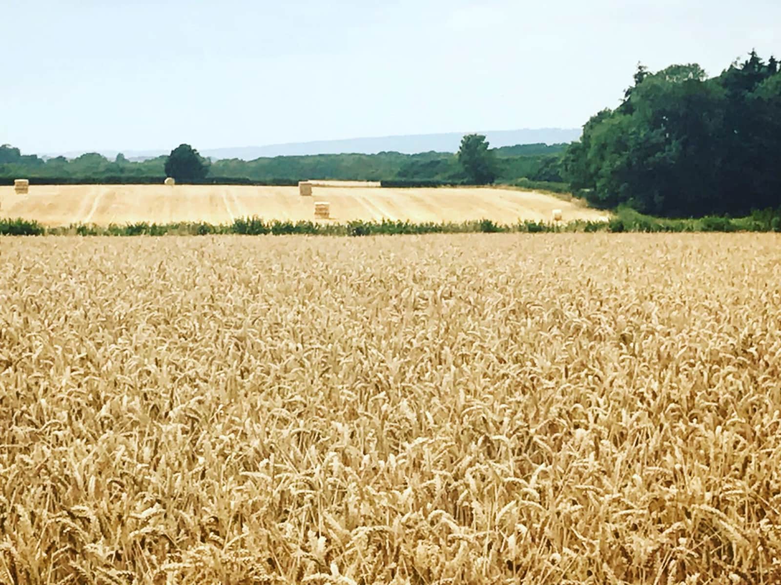 Housesitting assignment in Midhurst, United Kingdom