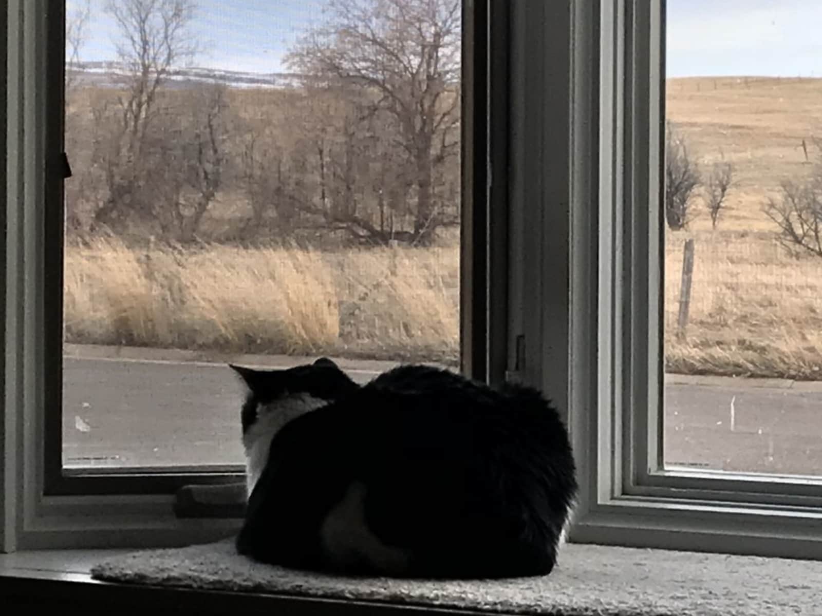 Housesitting assignment in Laramie, Wyoming, United States
