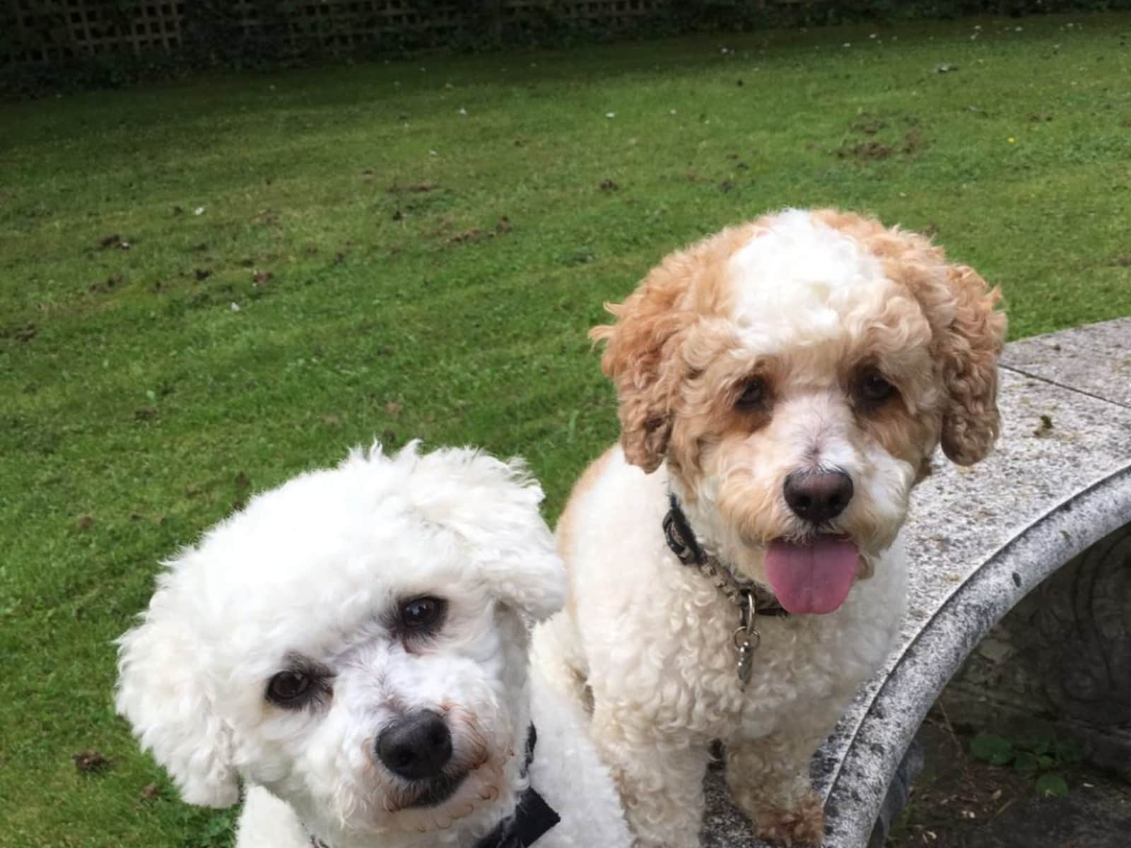 Housesitting assignment in Bournemouth, United Kingdom