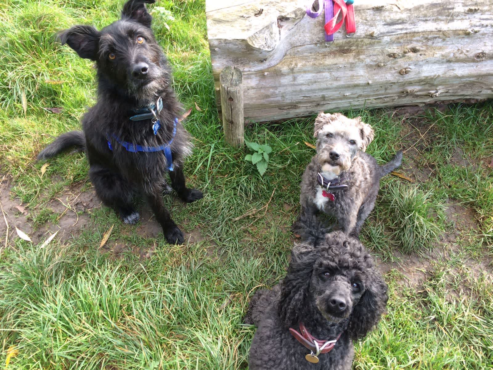 Housesitting assignment in Mountsorrel, United Kingdom