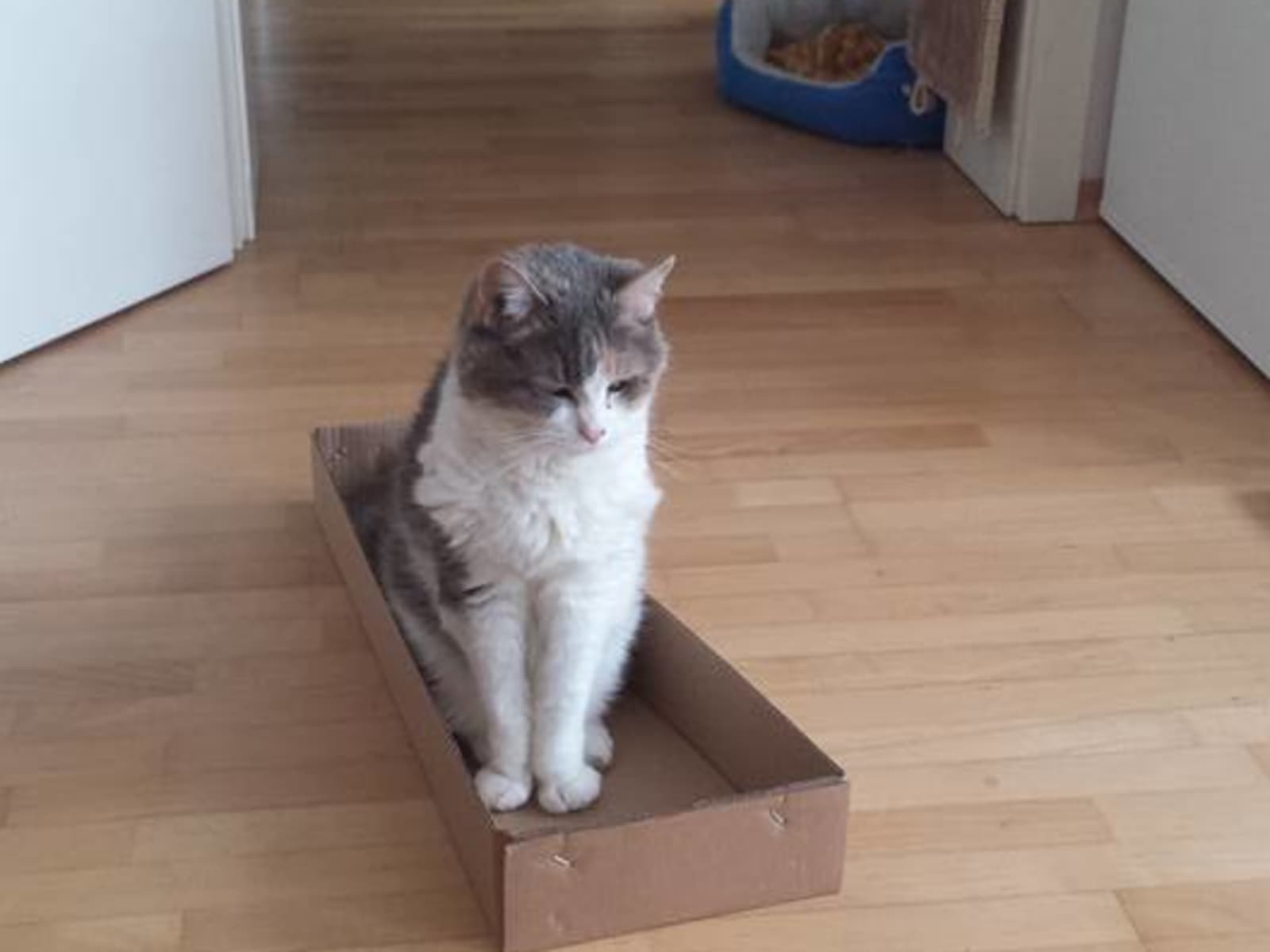 Housesitting assignment in Berlin, Germany