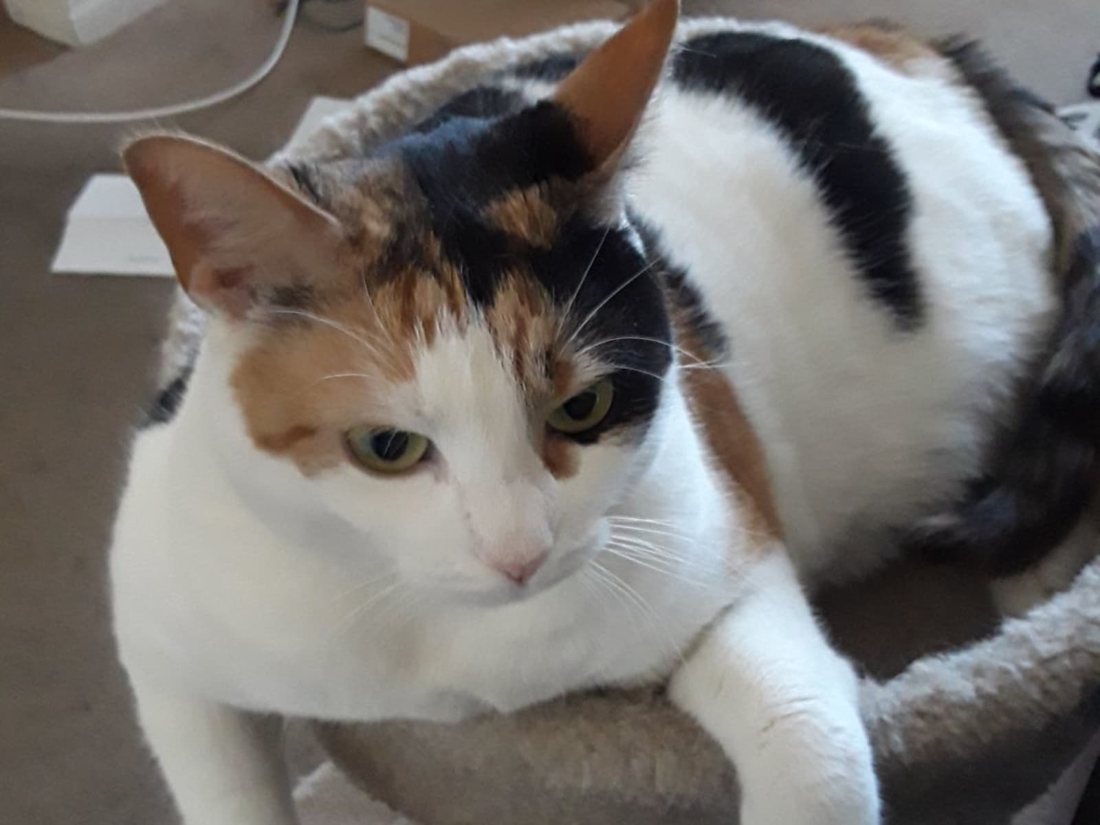 Housesitting assignment in Las Vegas, Nevada, United States