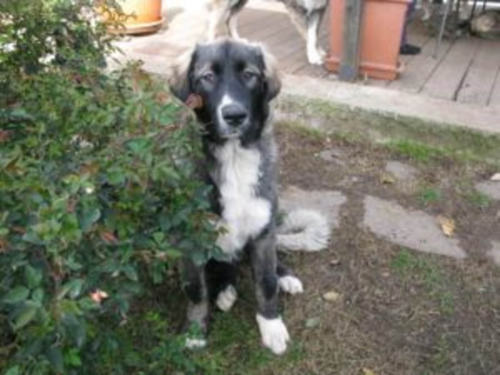 Housesitting assignment in Brussels, Belgium