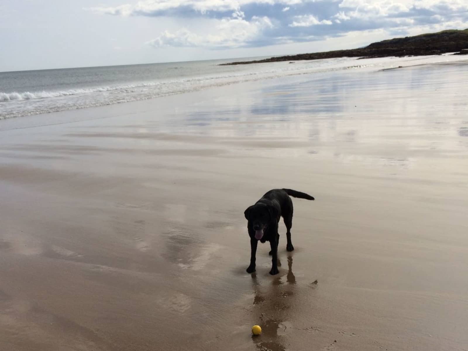 Housesitting assignment in North Berwick, United Kingdom