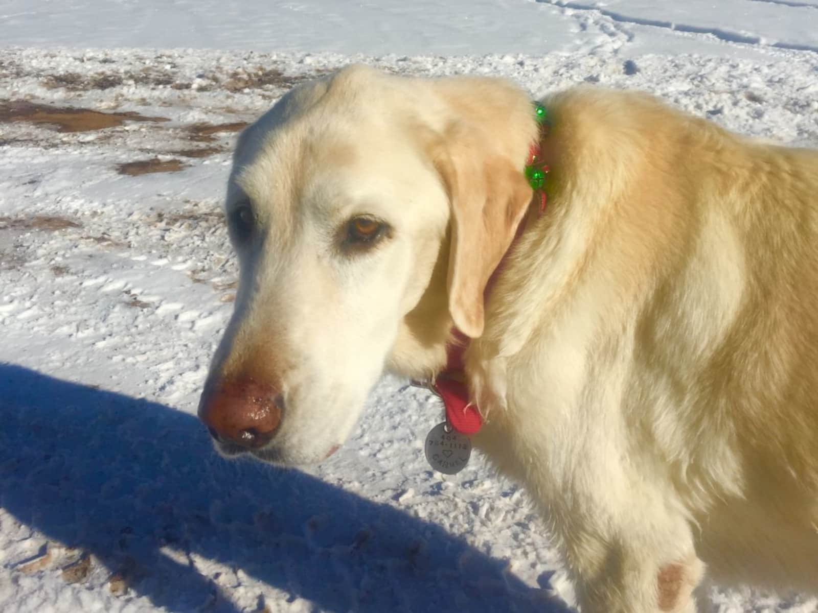 Carol from Denver, Colorado, United States