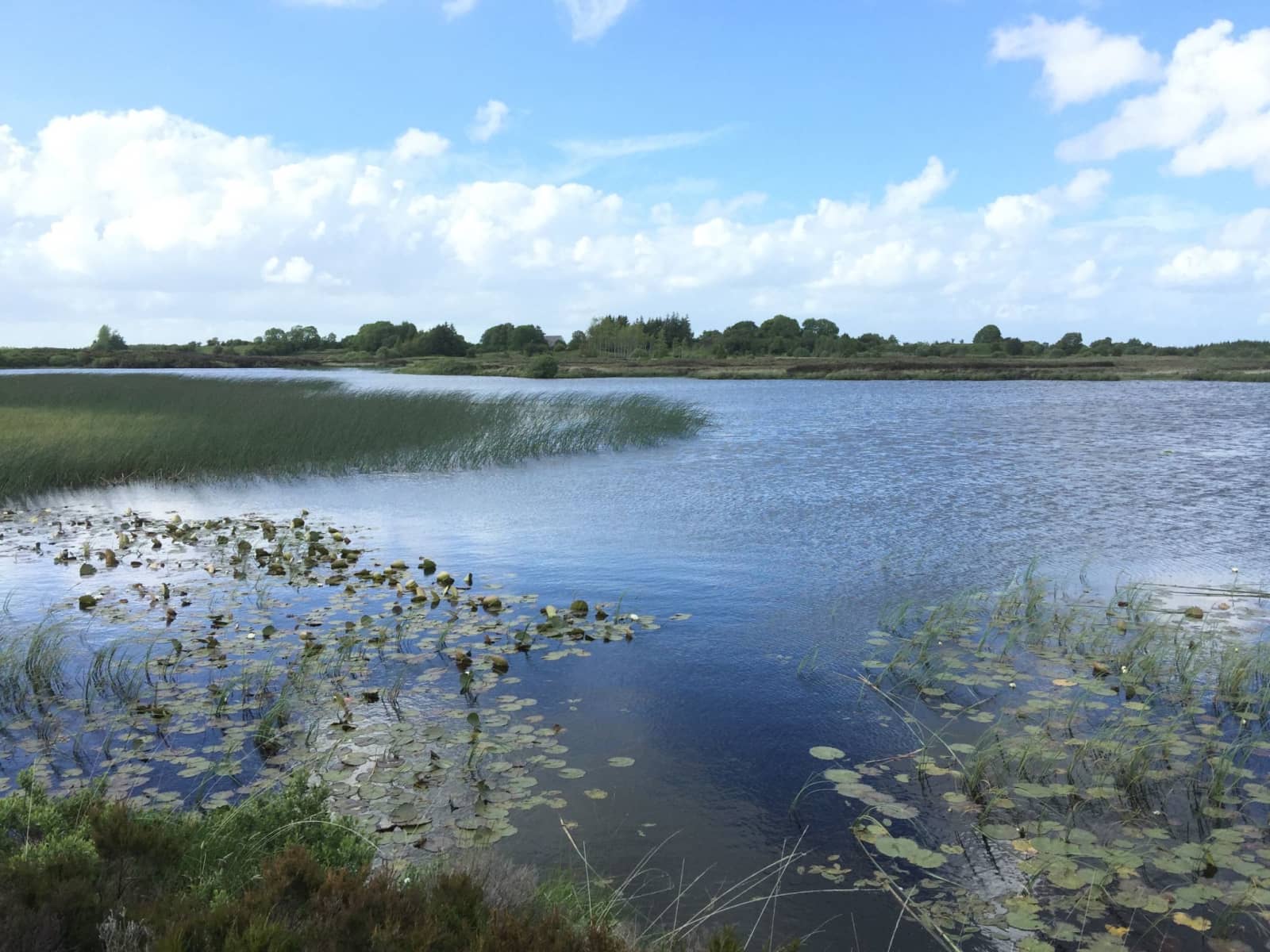 Housesitting assignment in Ballyhaunis, Ireland