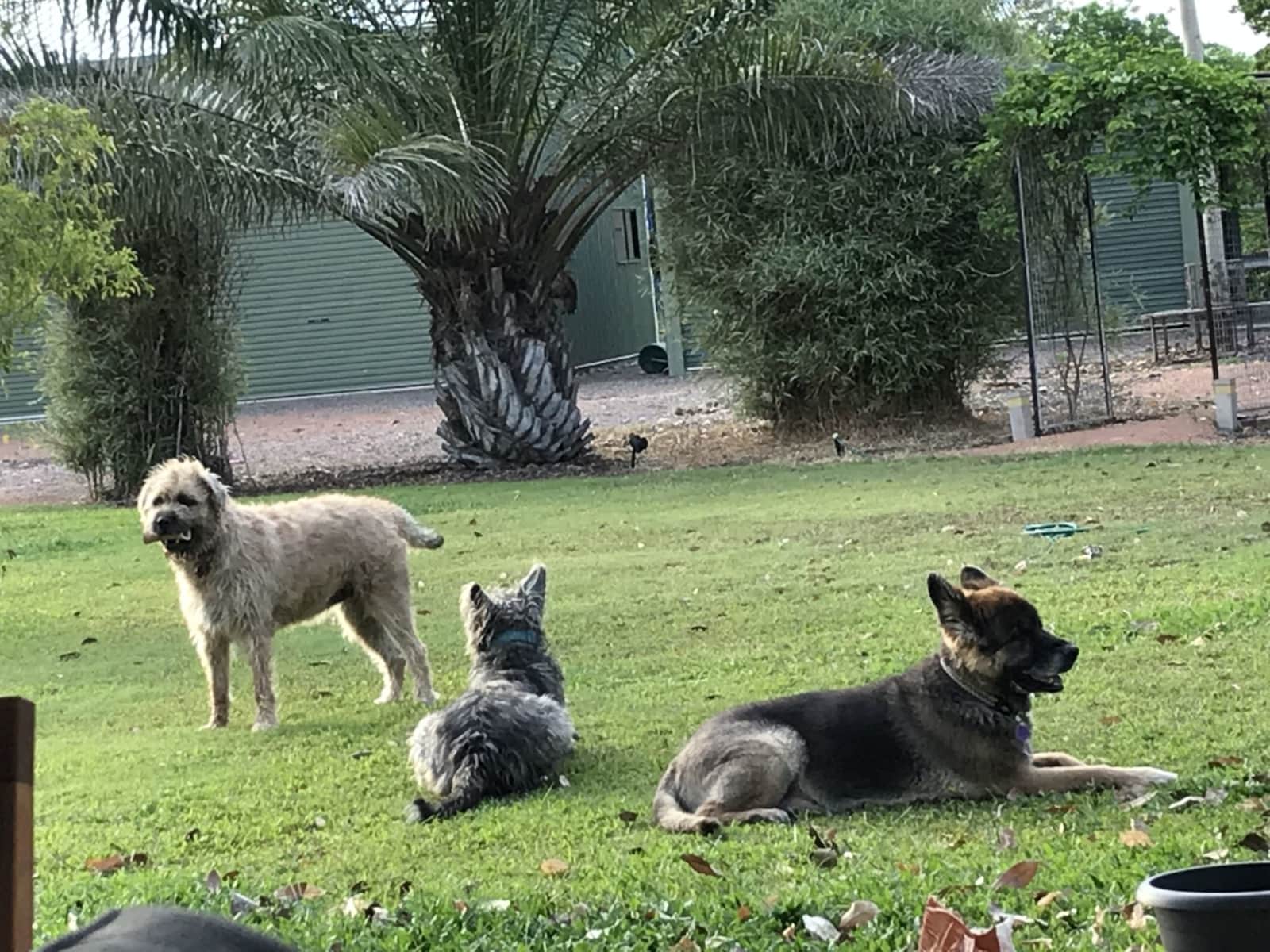 Housesitting assignment in Townsville, Queensland, Australia