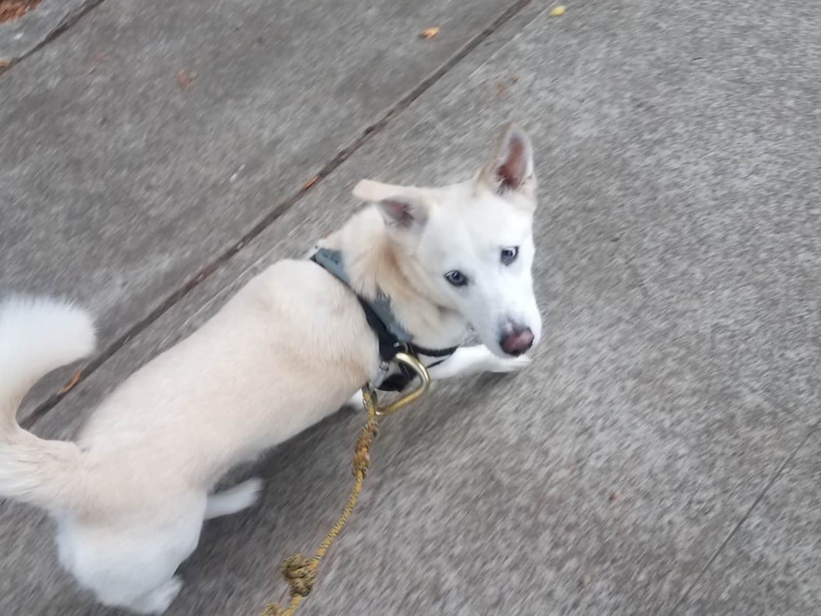 Housesitting assignment in Lake Oswego, Oregon, United States