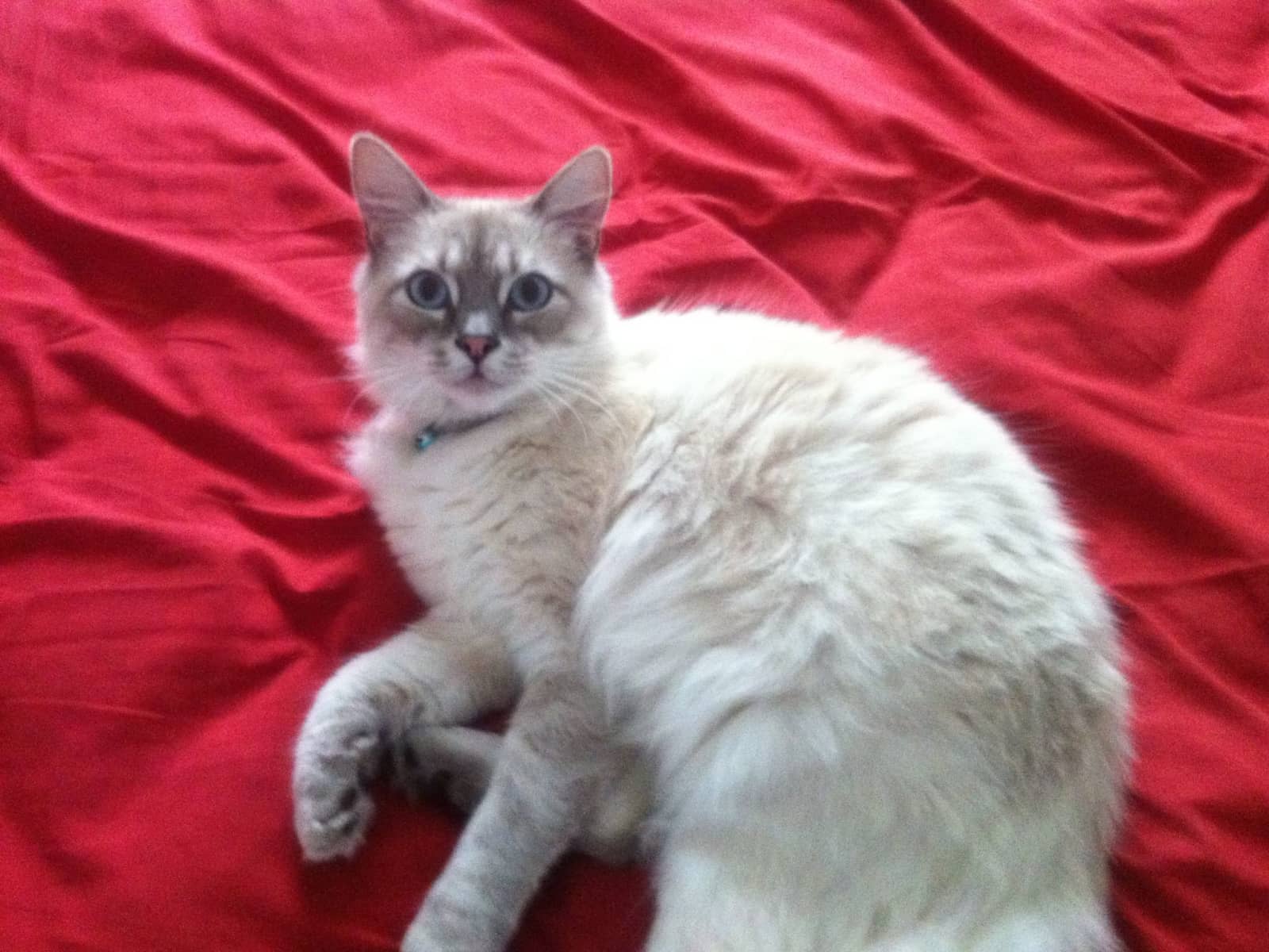 Housesitting assignment in Rockhampton, Queensland, Australia