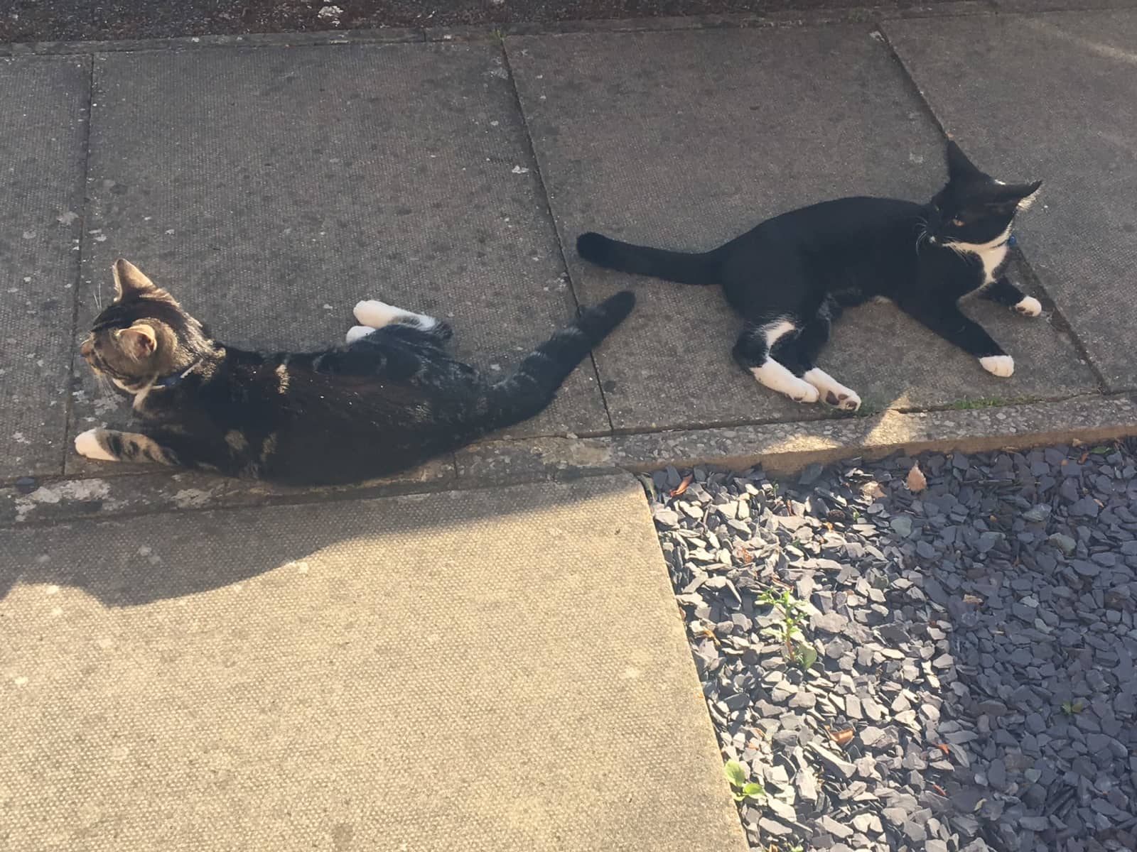 Housesitting assignment in Hemel Hempstead, United Kingdom