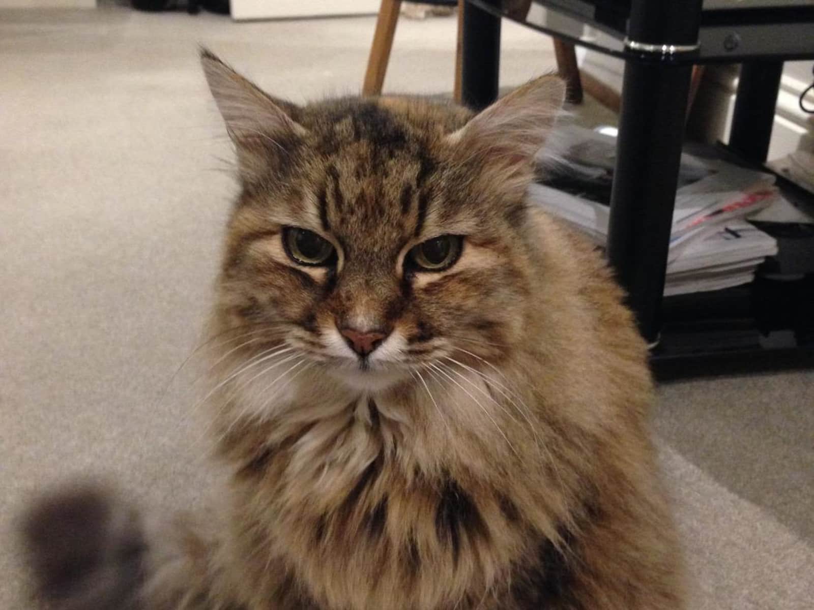 Housesitting assignment in Marlborough, United Kingdom