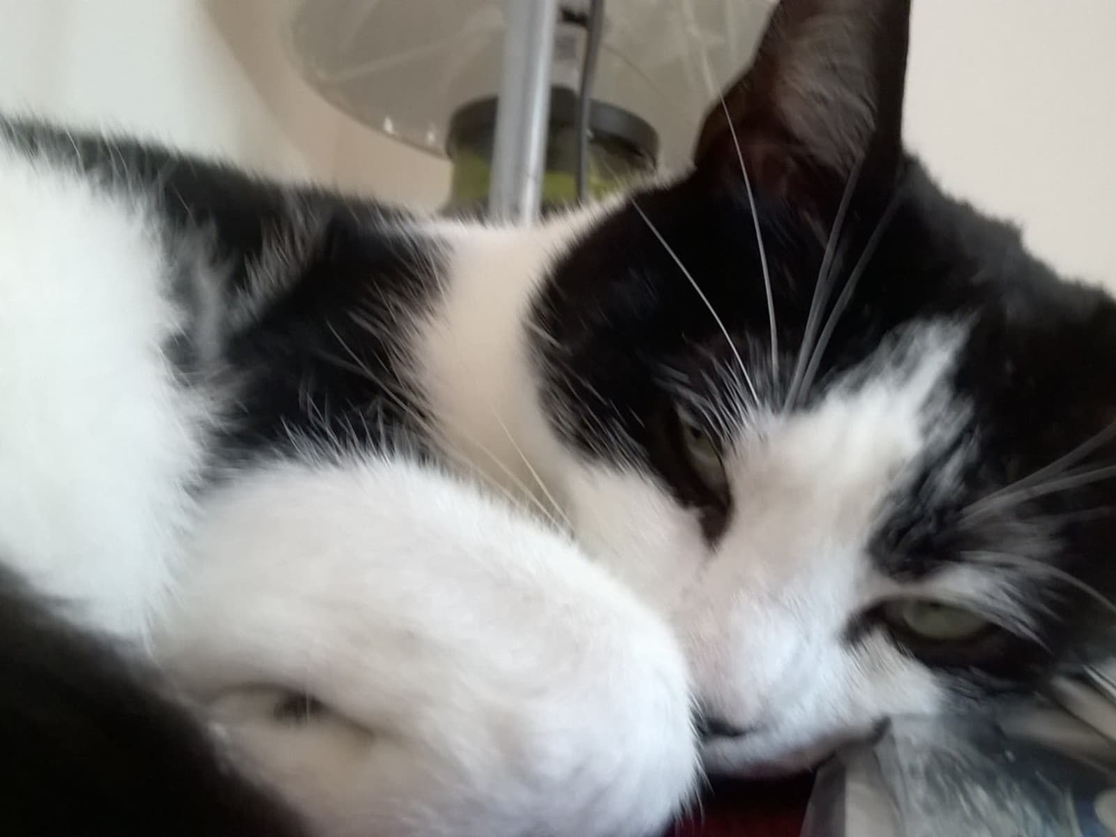Housesitting assignment in London, United Kingdom