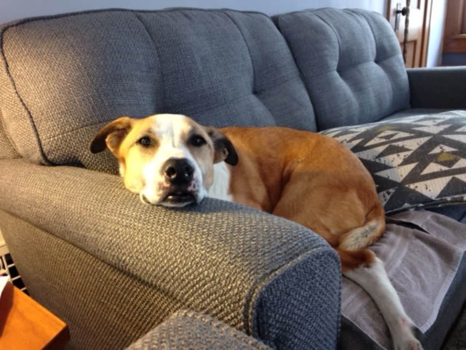 Housesitting assignment in Minneapolis, Minnesota, United States