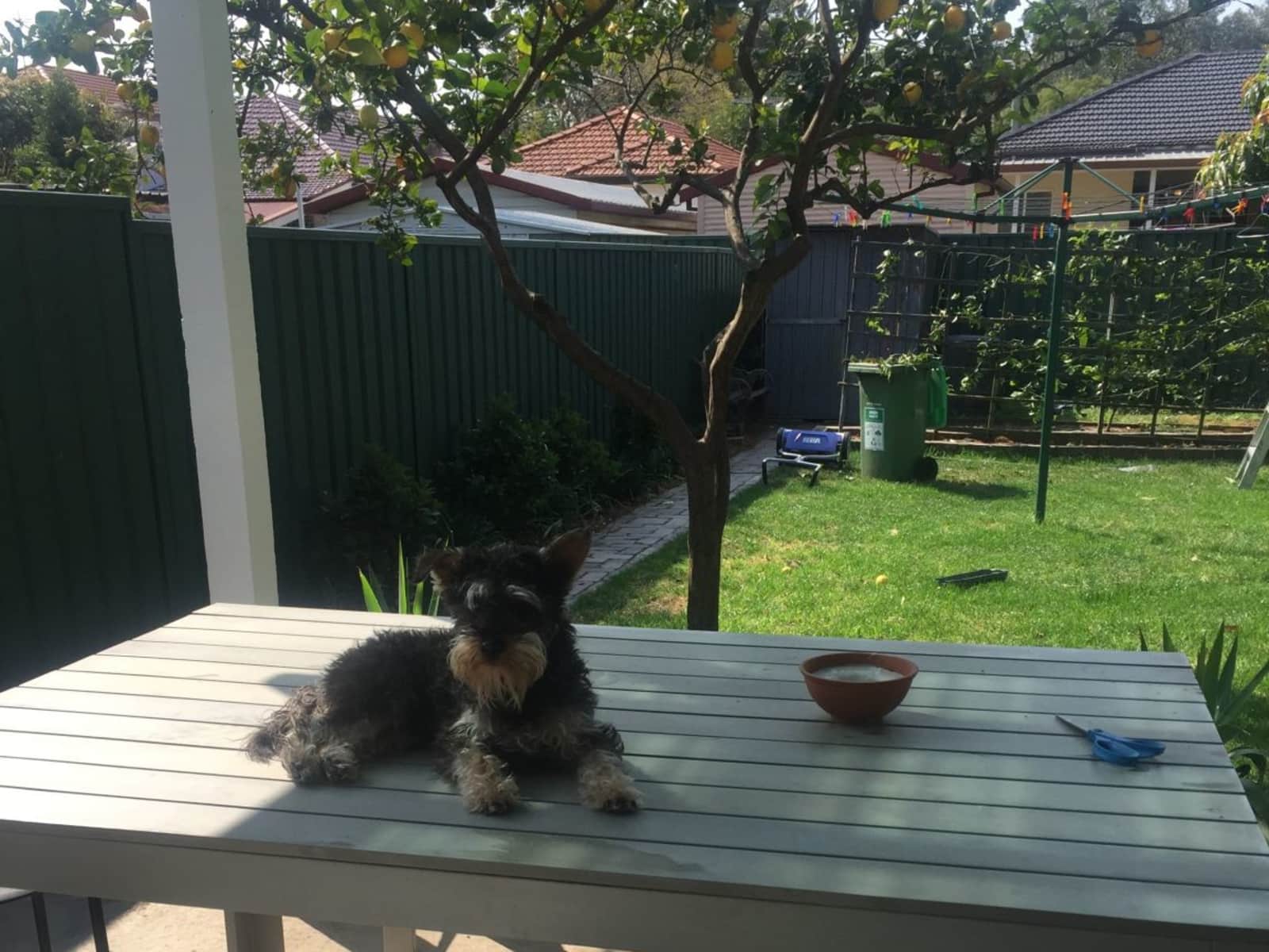 Housesitting assignment in Rosebery, New South Wales, Australia