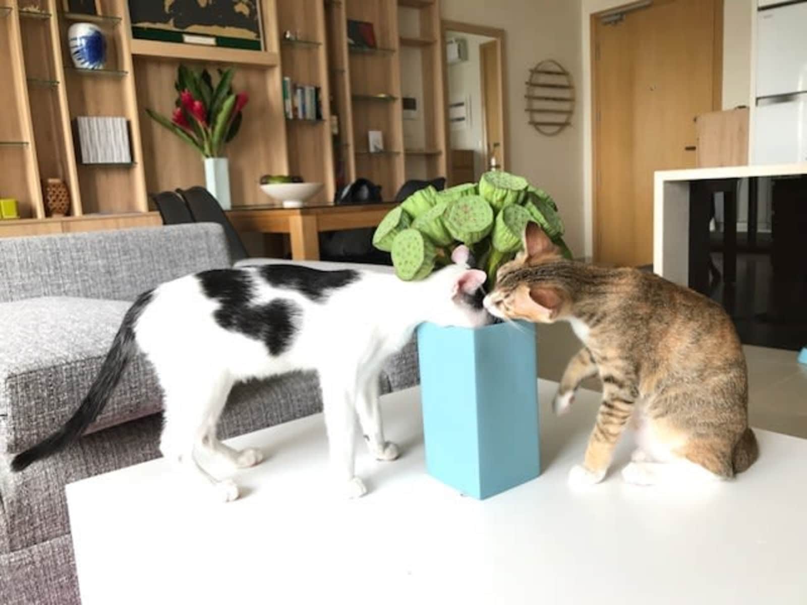 Housesitting assignment in Ho Chi Minh City, Vietnam