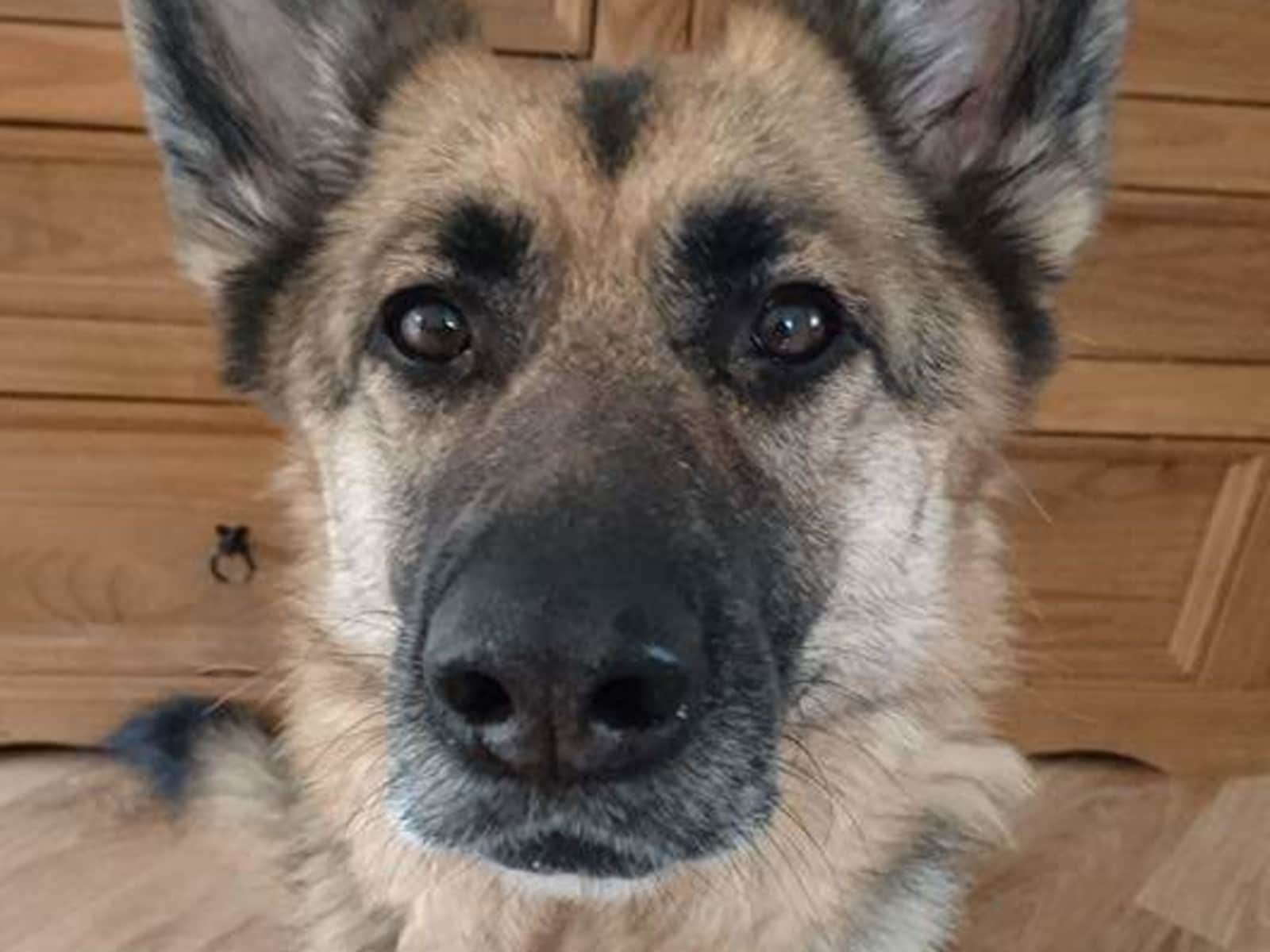 Housesitting assignment in Telford, United Kingdom