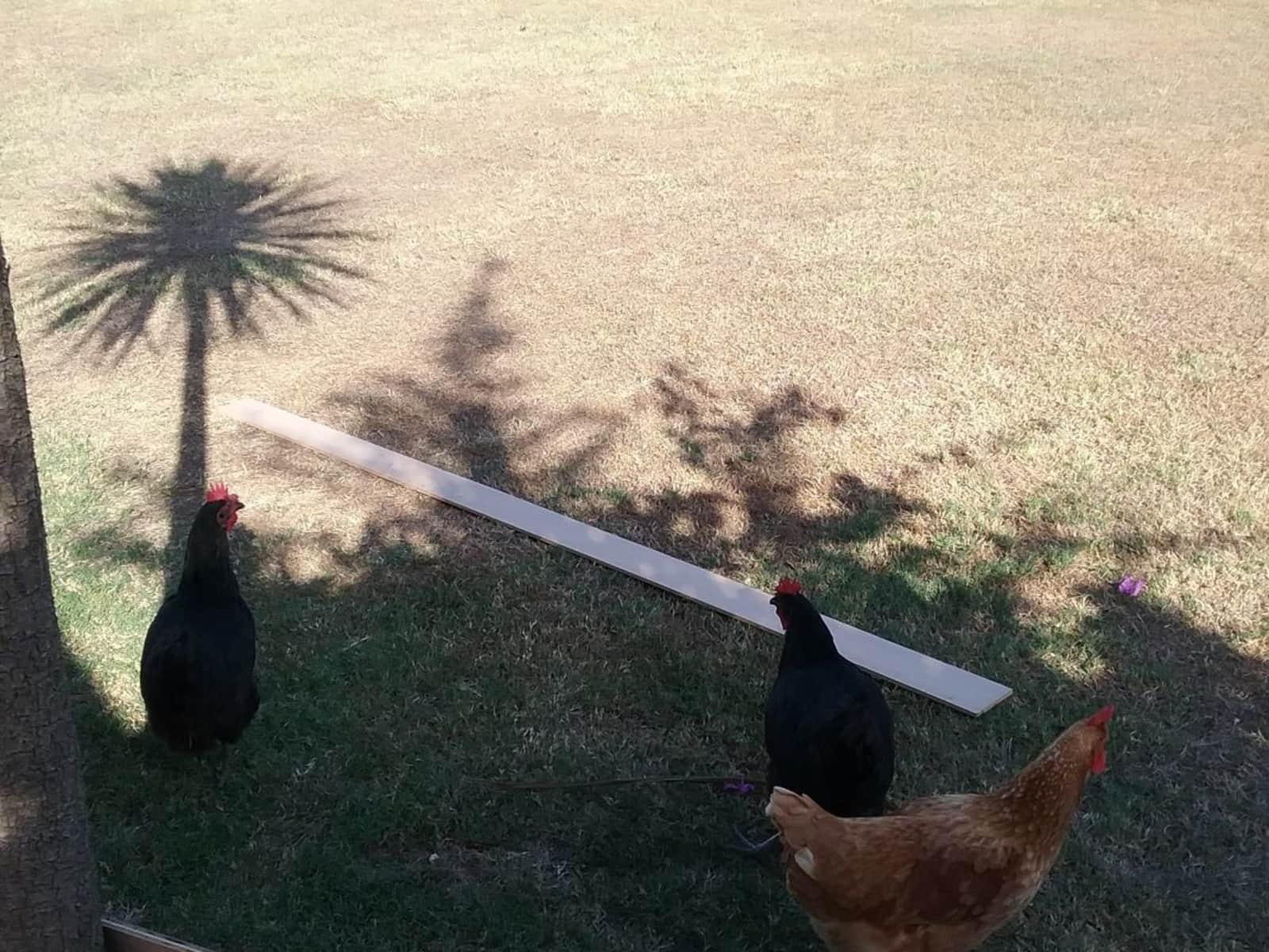 Housesitting assignment in Branxton, New South Wales, Australia