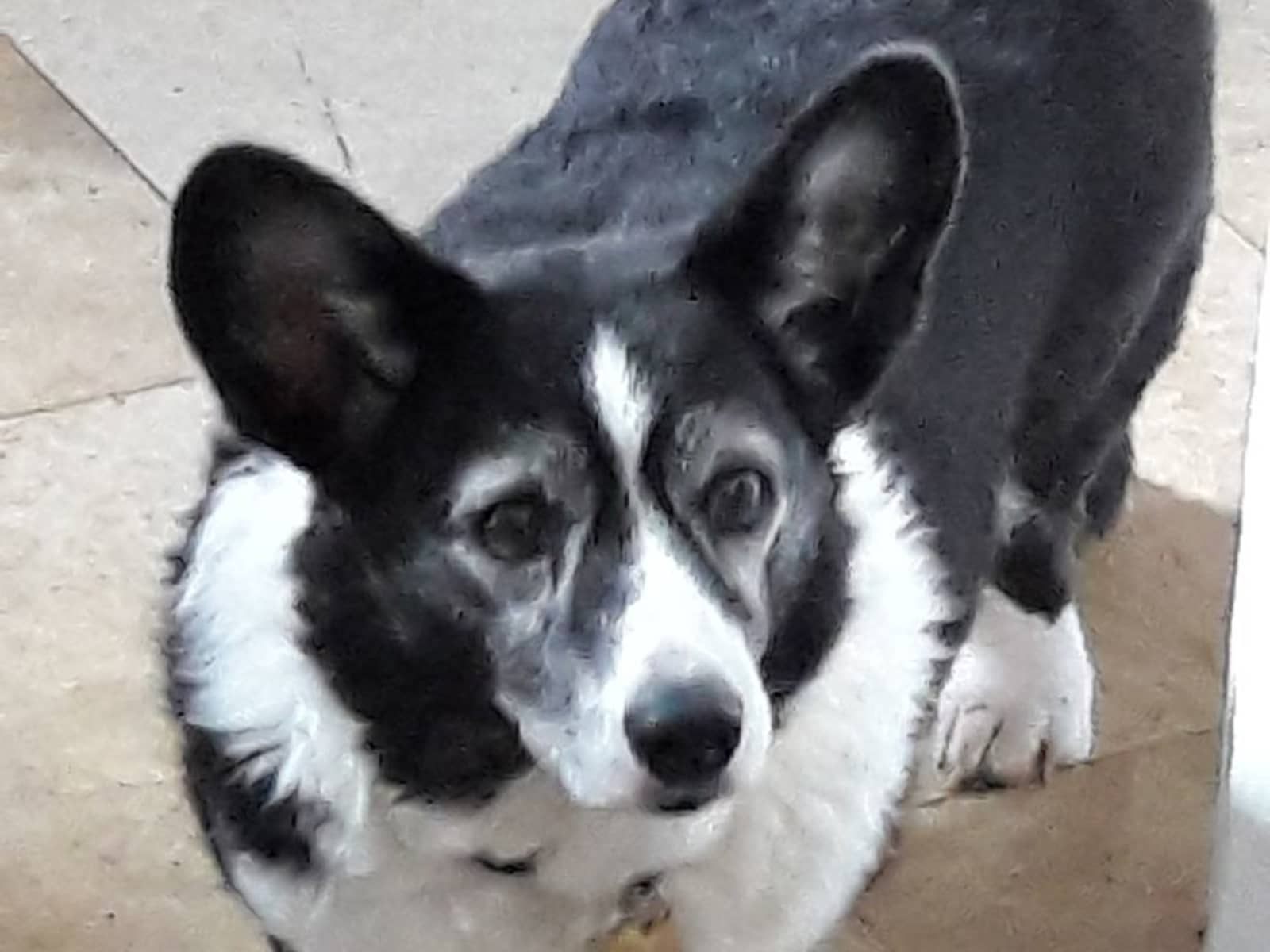 Housesitting assignment in Compton Dundon, United Kingdom