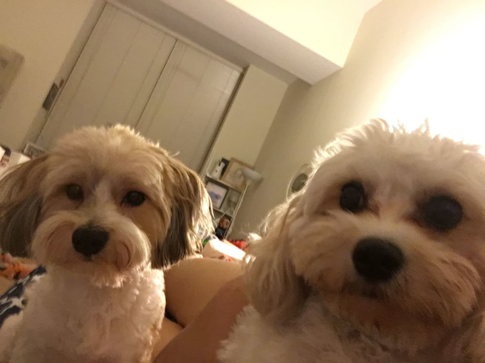 Housesitting assignment in Financial District, New York, United States