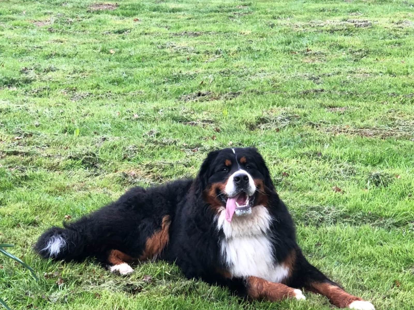 Housesitting assignment in Bury St Edmunds, United Kingdom