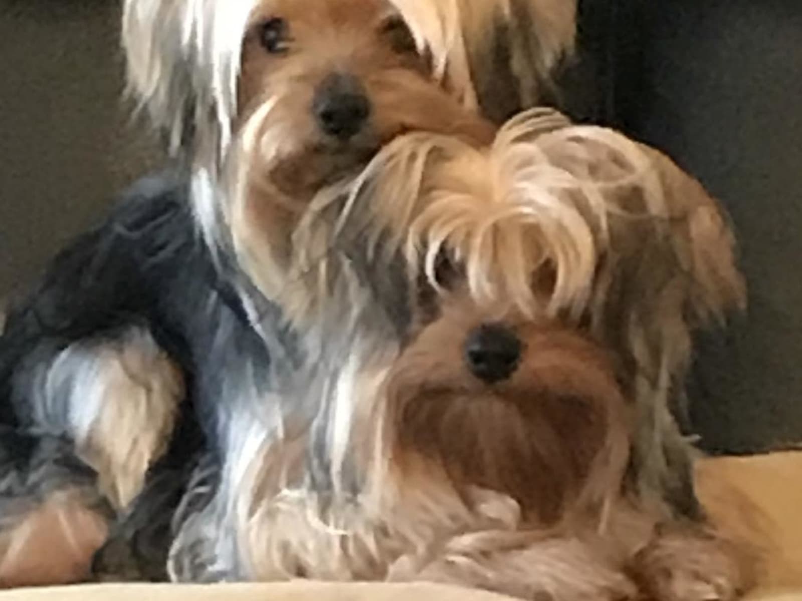 Housesitting assignment in Huntingdon, United Kingdom