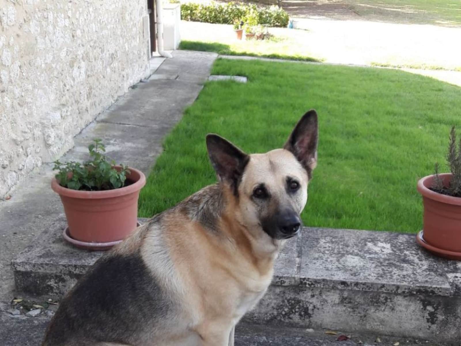 Housesitting assignment in Miramont-de-Guyenne, France