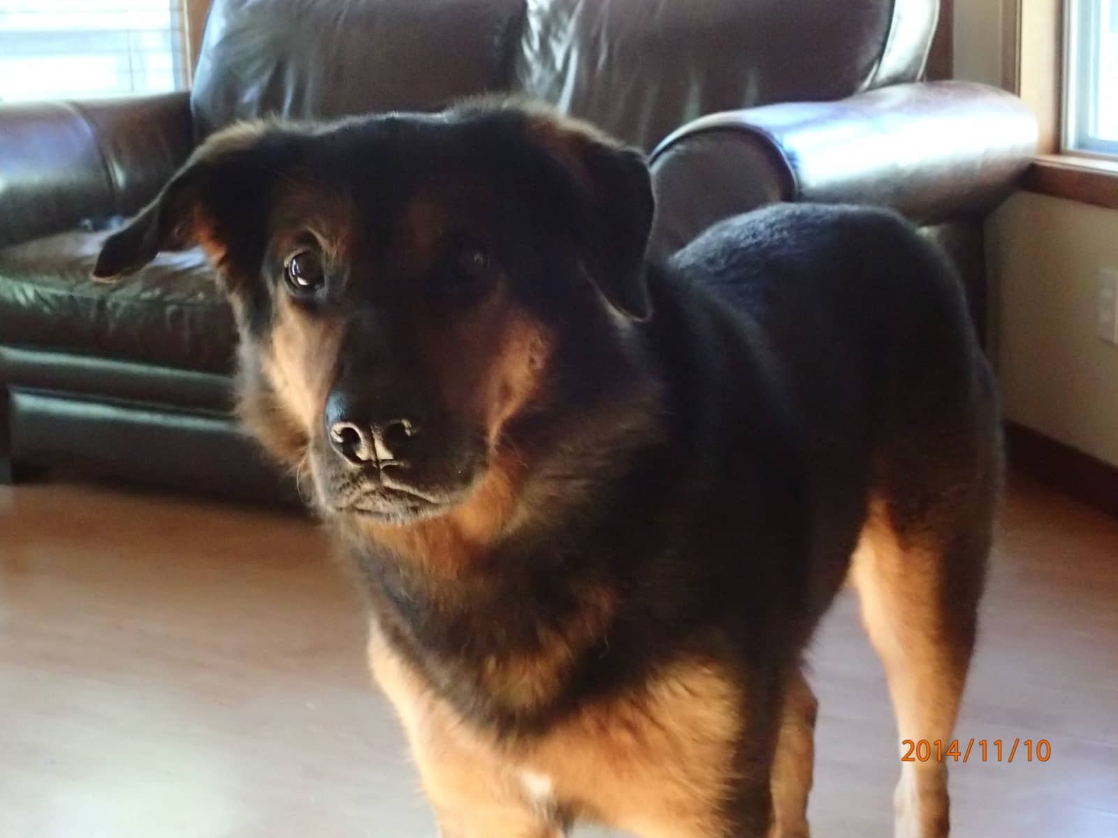 Housesitting assignment in Victoria, British Columbia, Canada