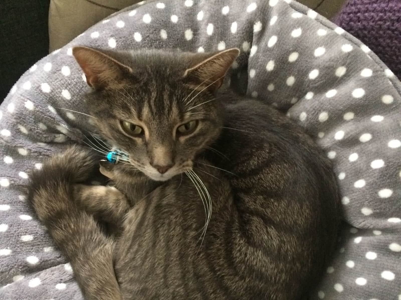 Housesitting assignment in Oxford, United Kingdom