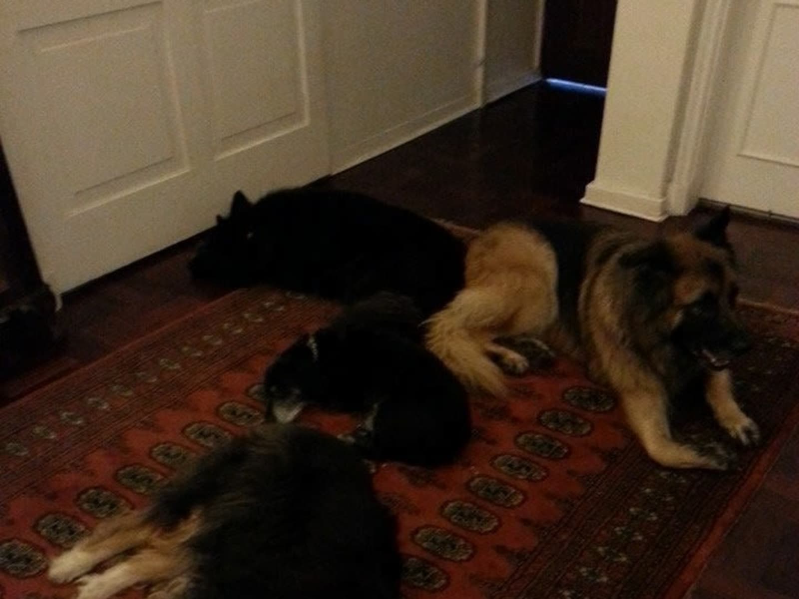 Housesitting assignment in Johannesburg, South Africa