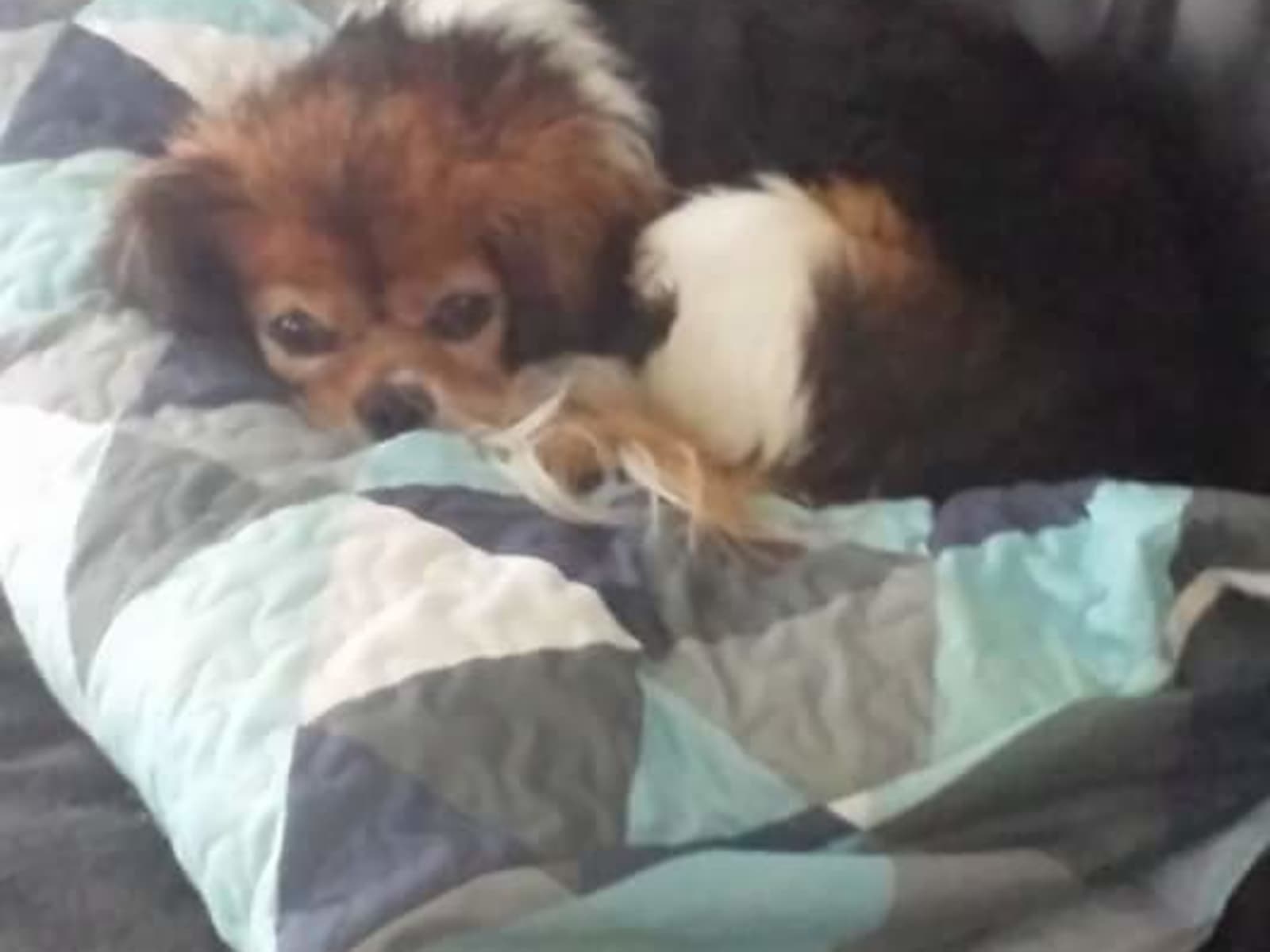 Housesitting assignment in Pakenham South, Victoria, Australia