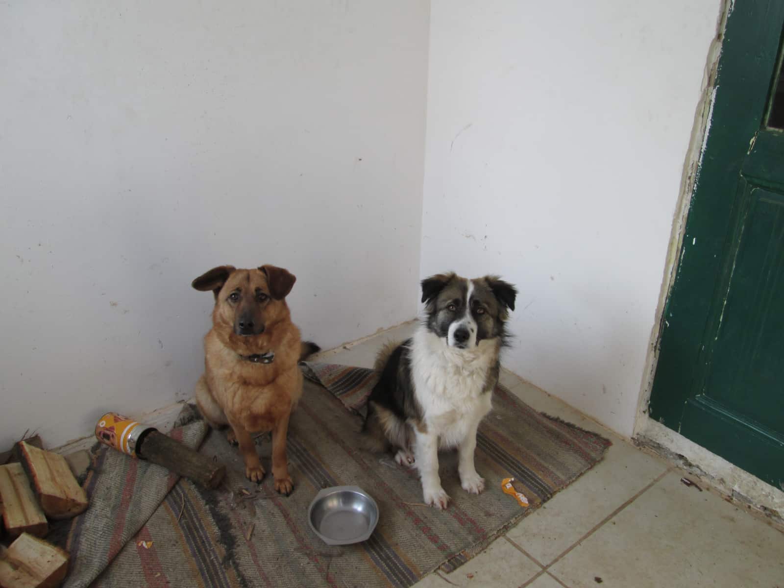 Housesitting assignment in Borovo, Bulgaria