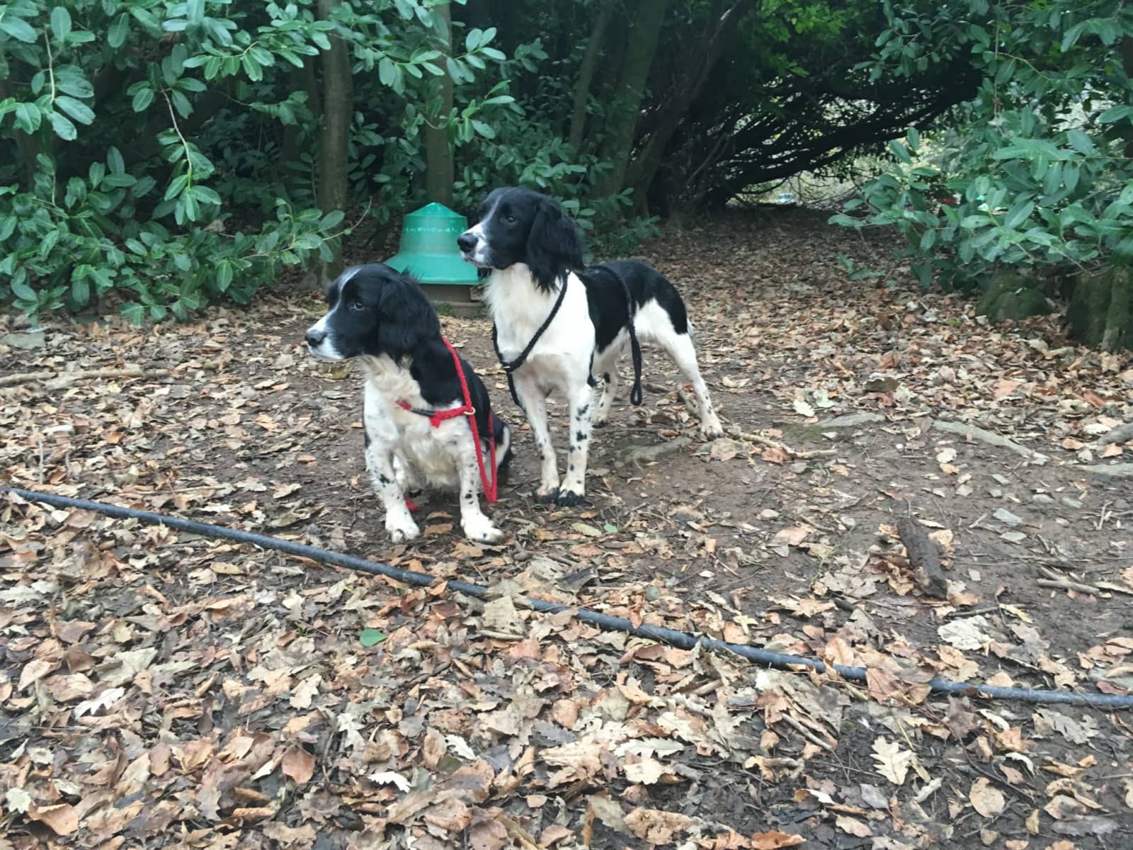 Housesitting assignment in Tiverton, United Kingdom